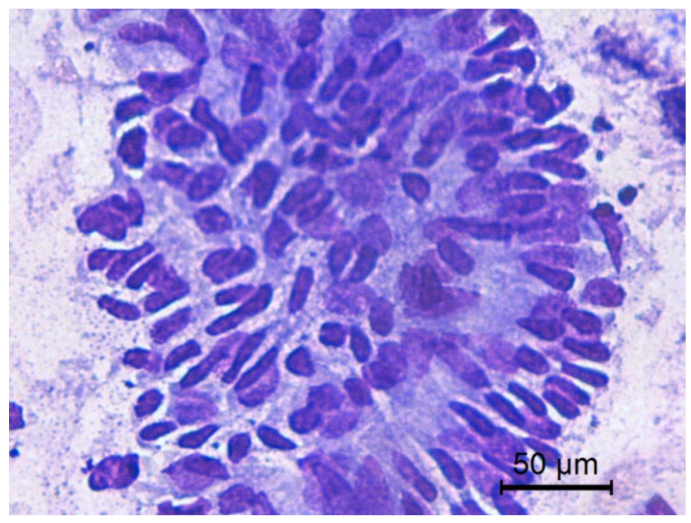 Animals 10 01062 g004