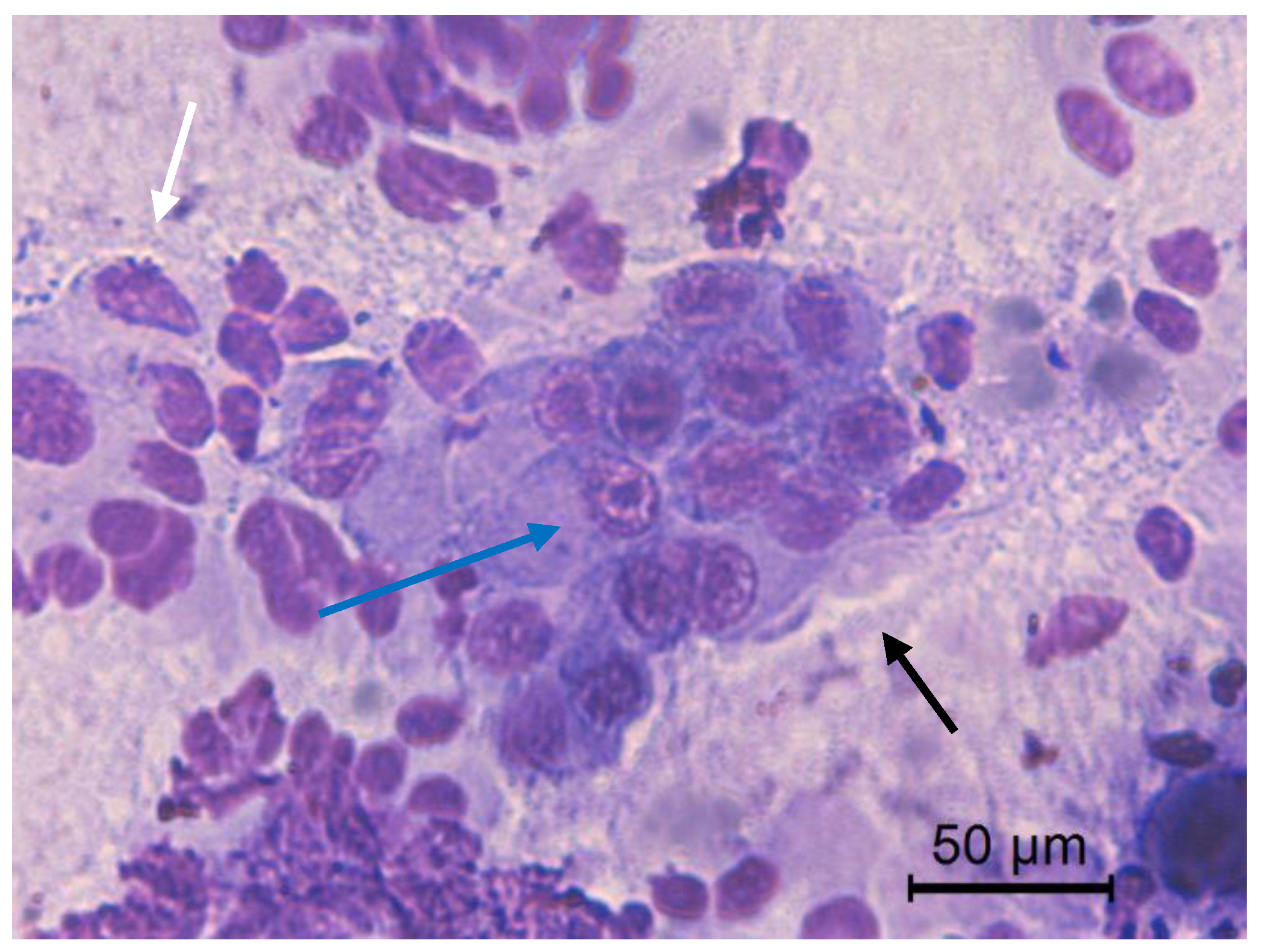 Animals 10 01062 g006