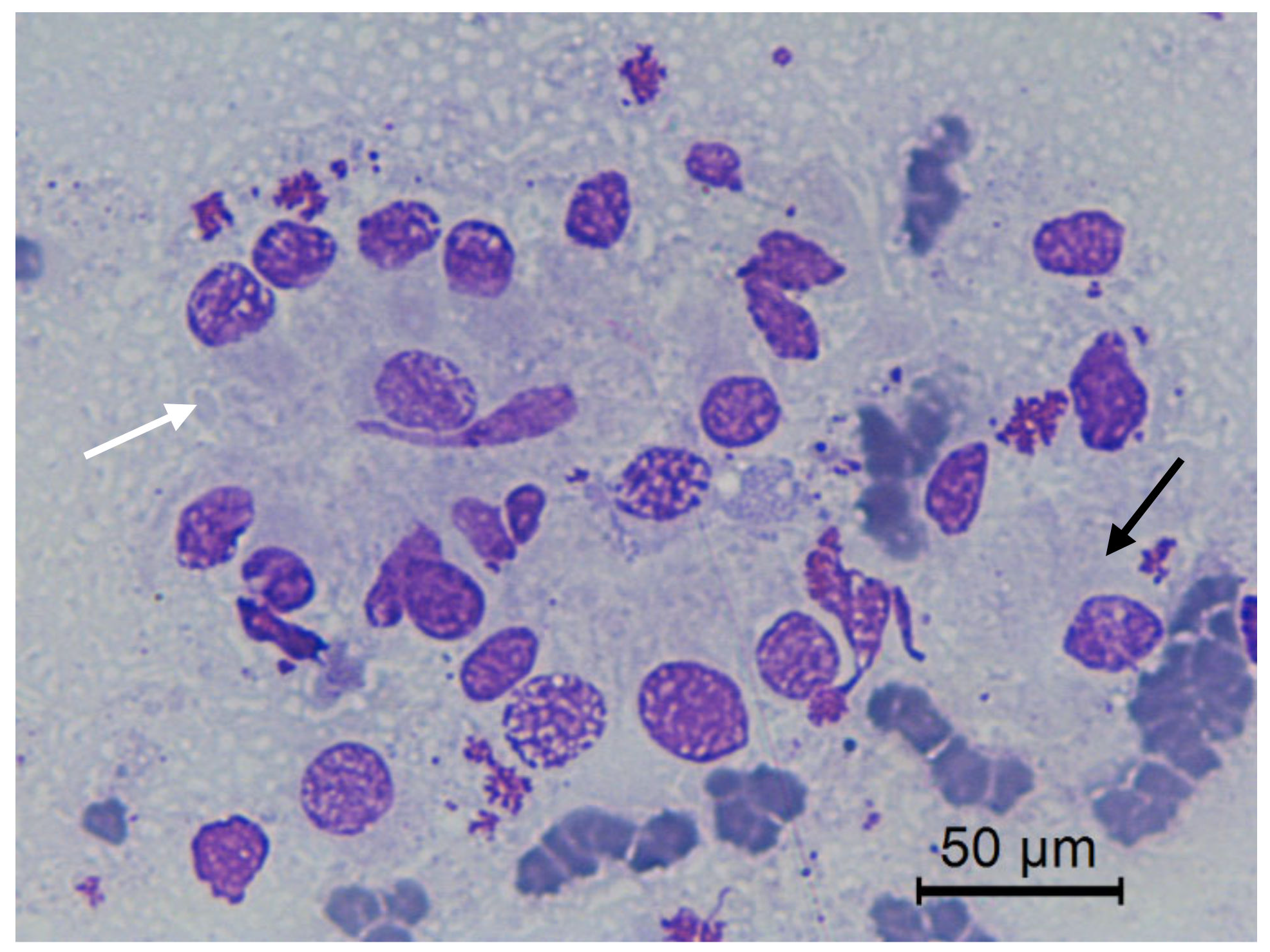 Animals 10 01062 g007