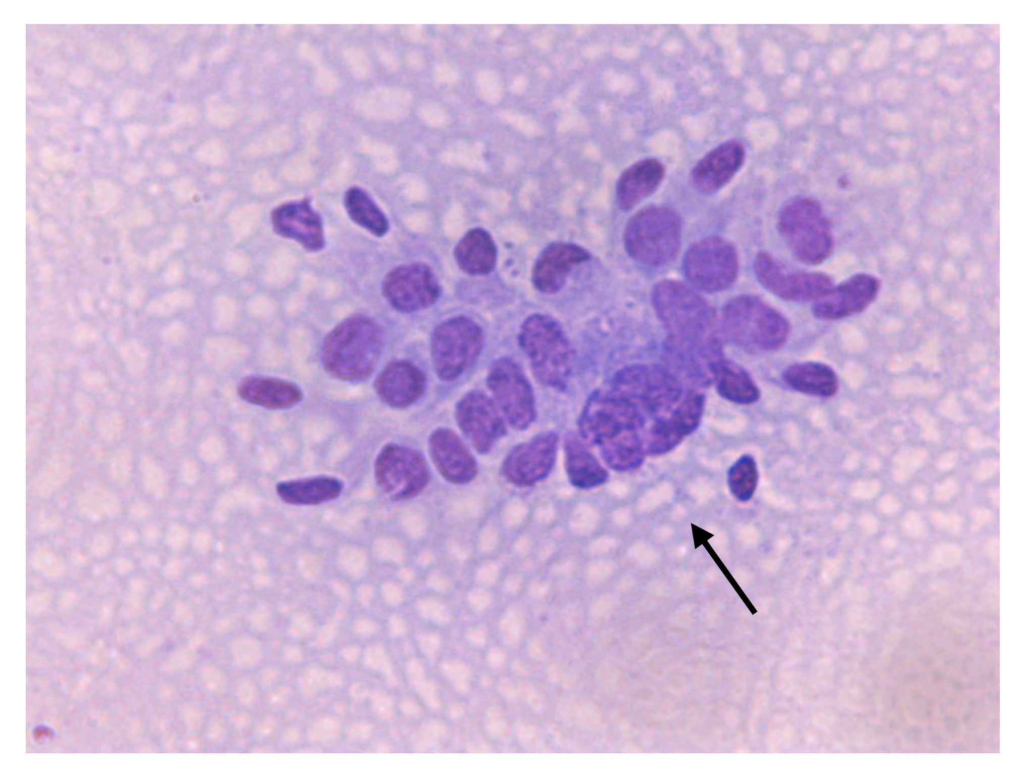 Animals 10 01062 g008