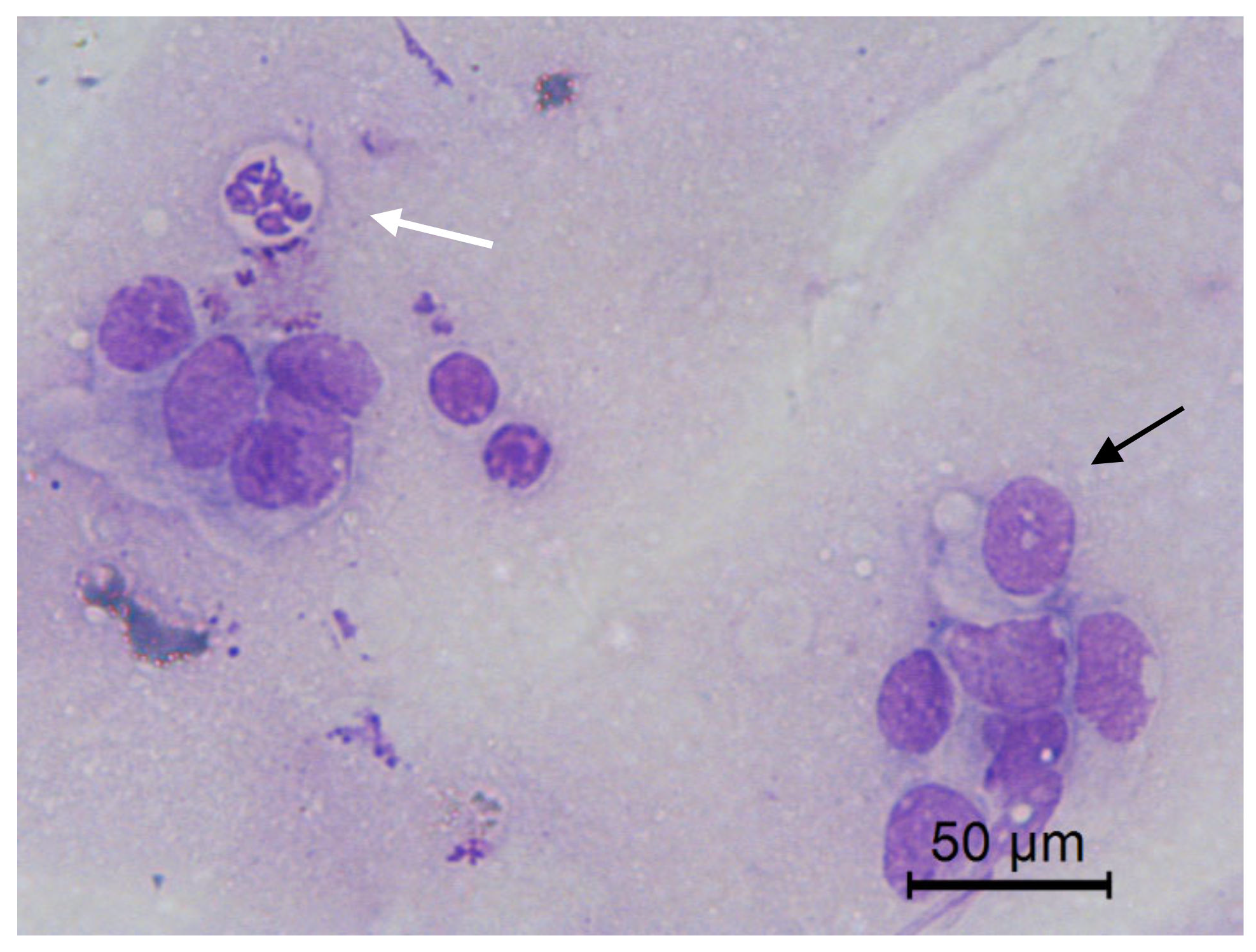 Animals 10 01062 g009