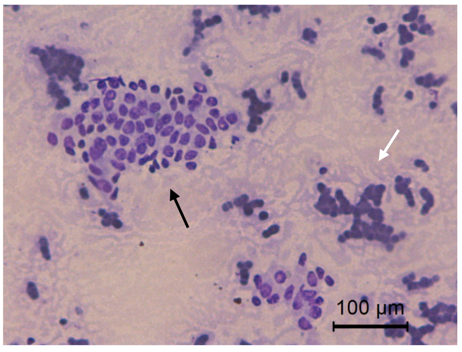 Animals 10 01062 g010