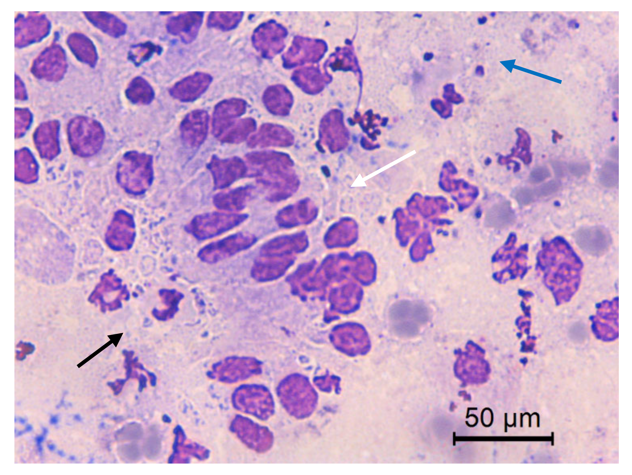 Animals 10 01062 g011