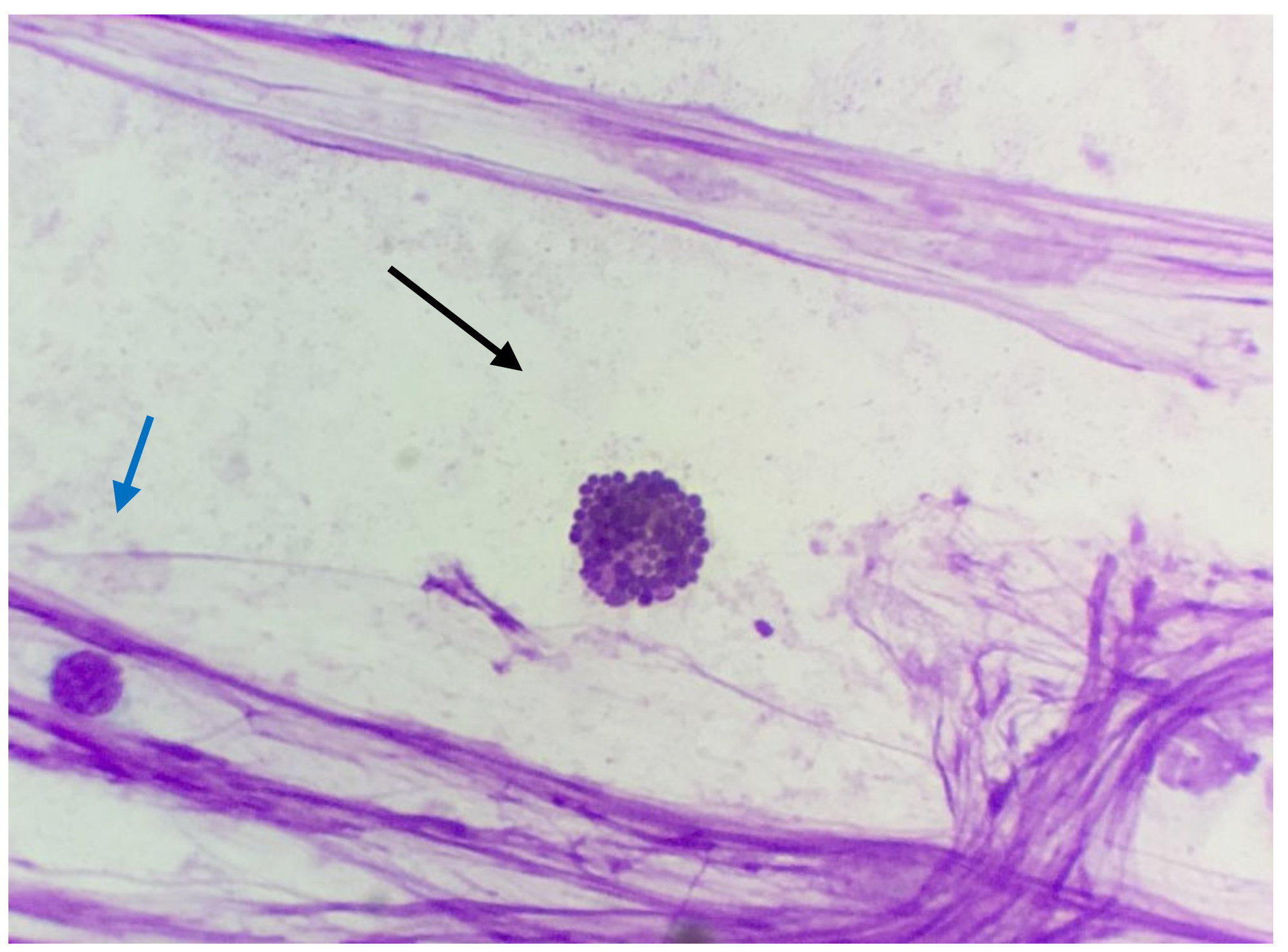 Animals 10 01062 g012