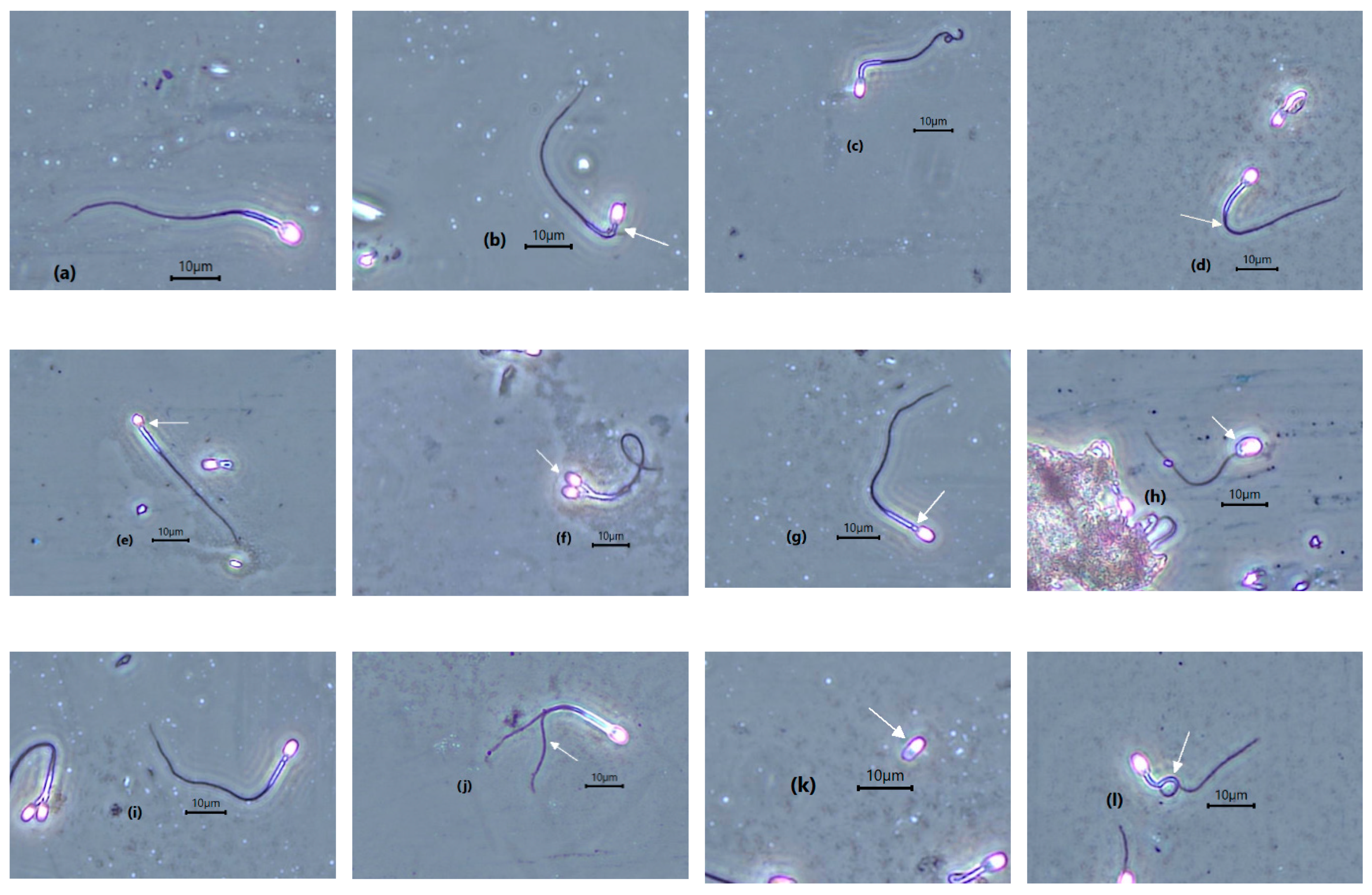 Animals 10 01072 g003