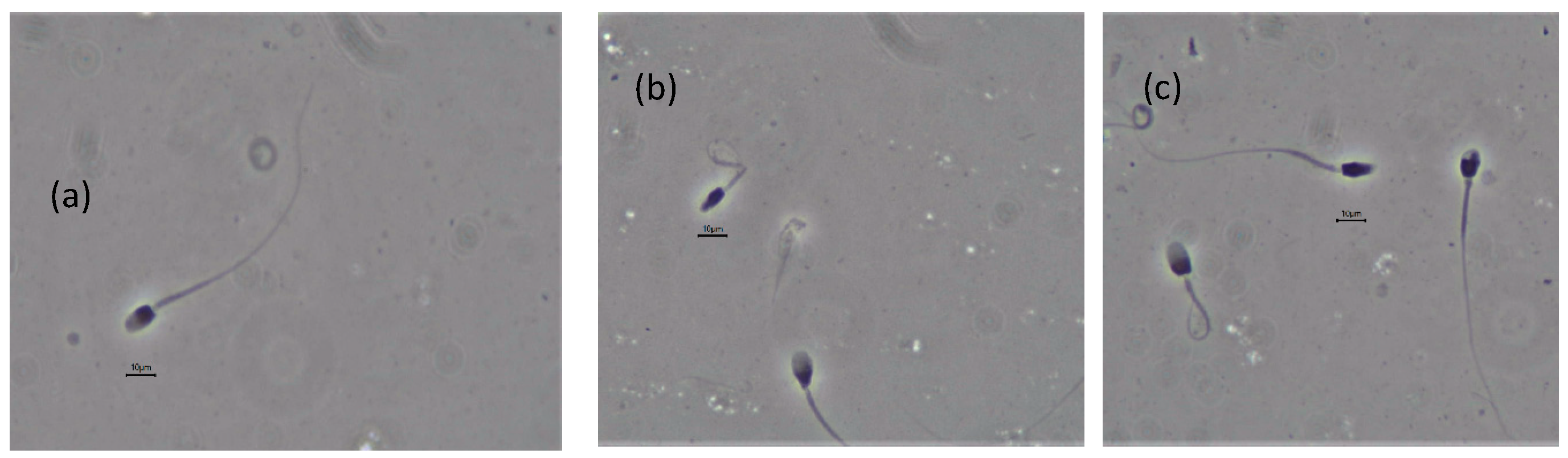 Animals 10 01072 g004a