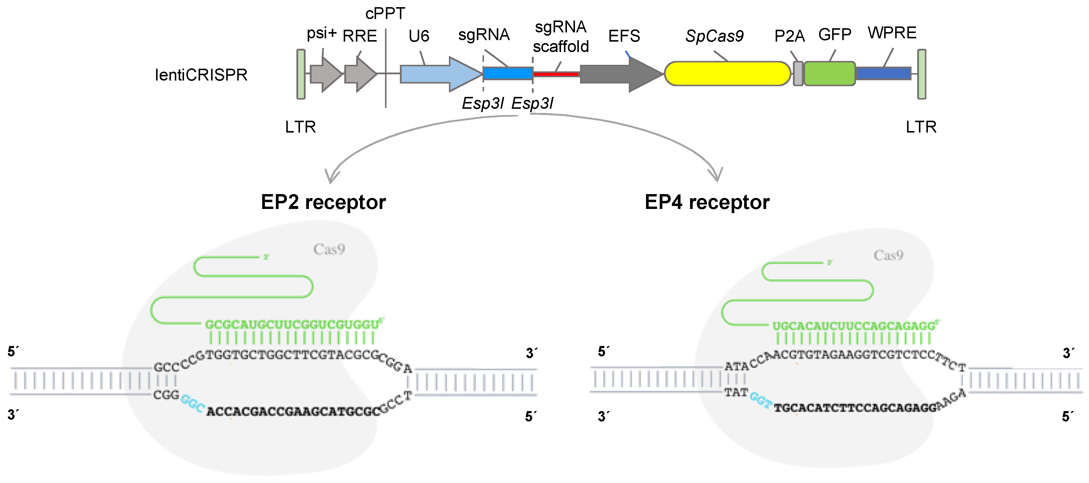 Animals 10 01078 g001 Animals 10 01078 g001
