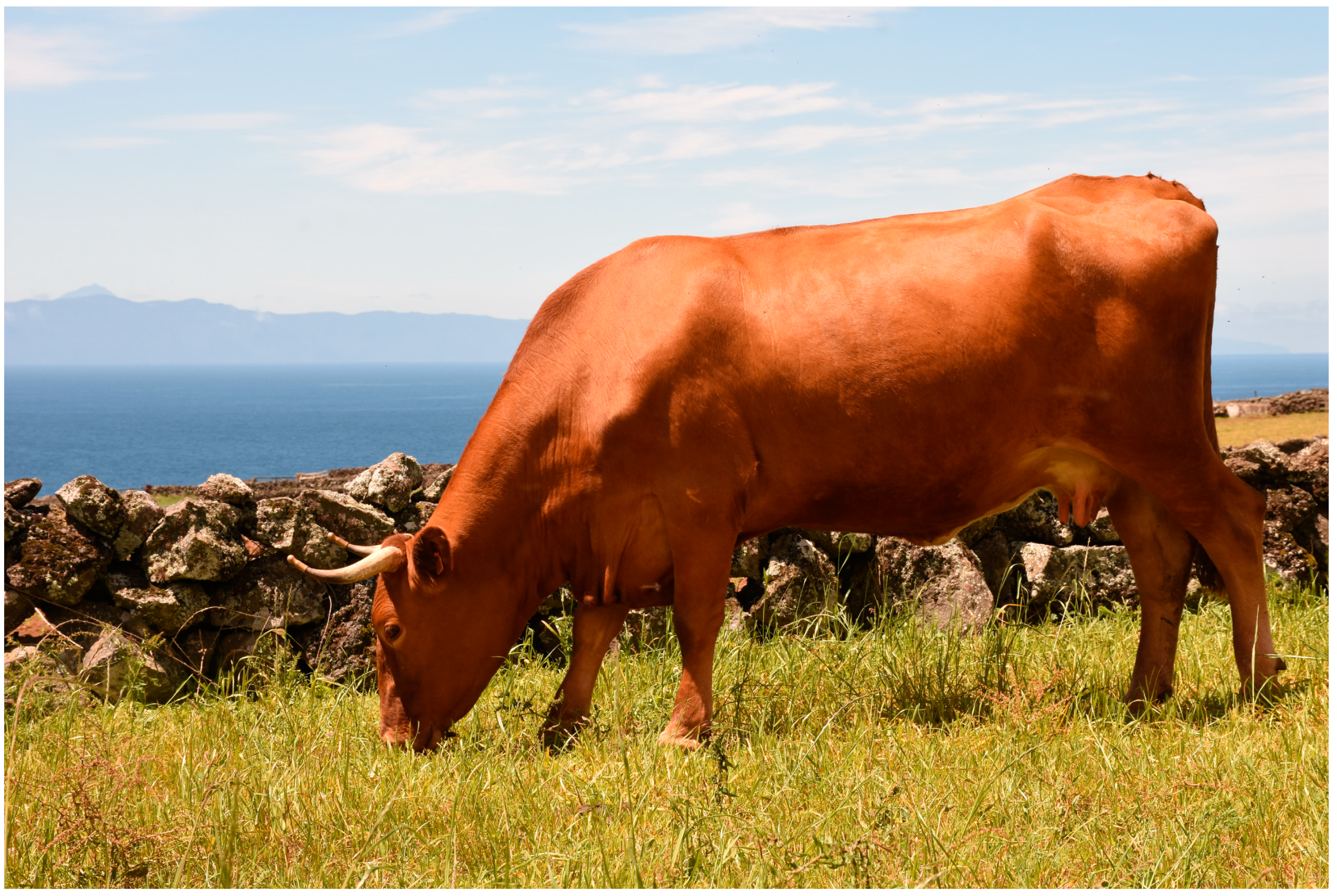 Animals 10 01089 g001