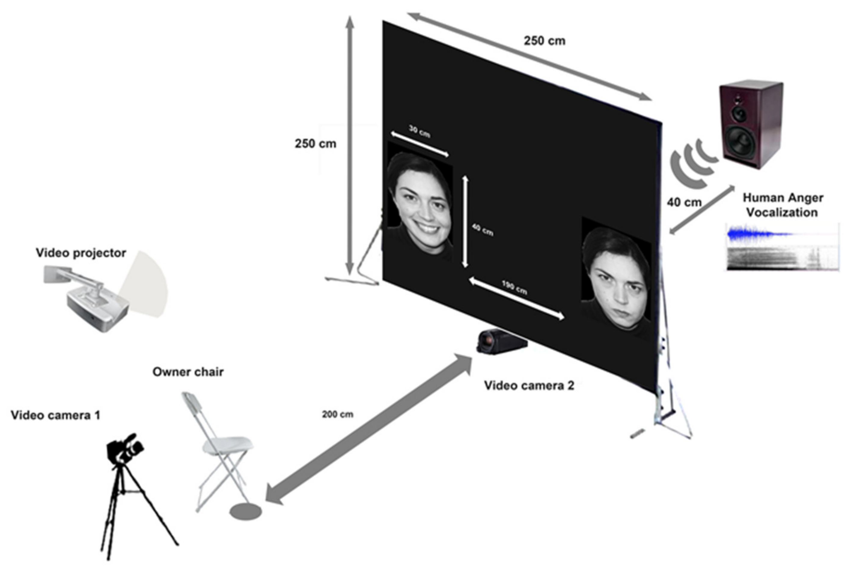 Animals 10 01107 g002