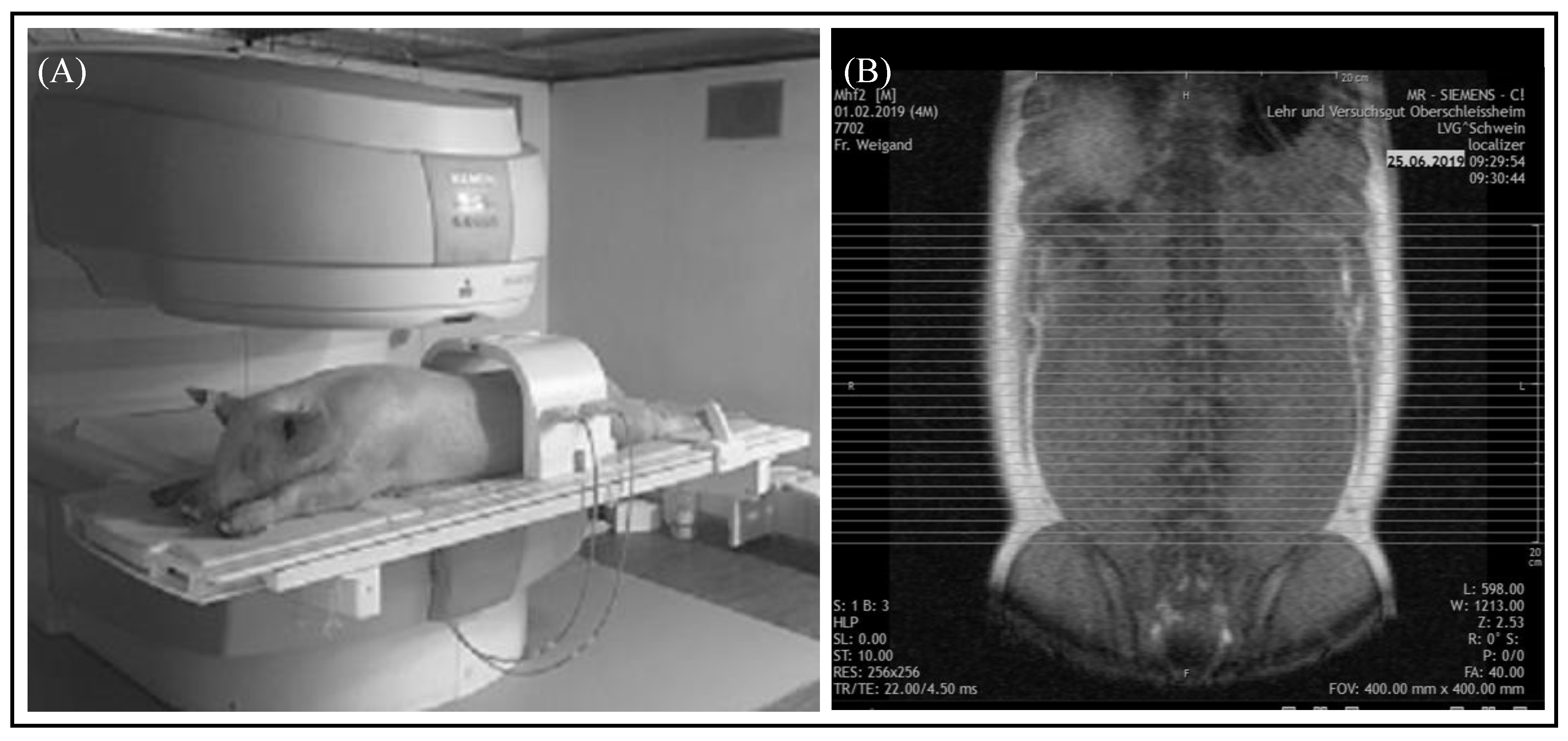 Animals 10 01165 g001