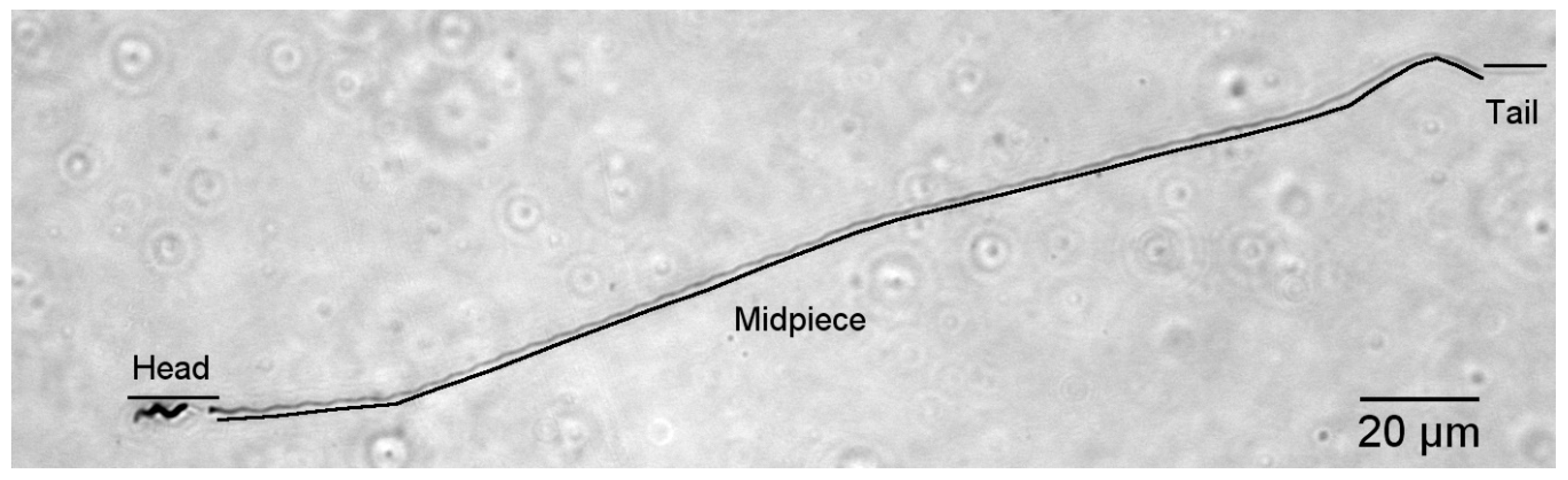 Animals 10 01175 g001