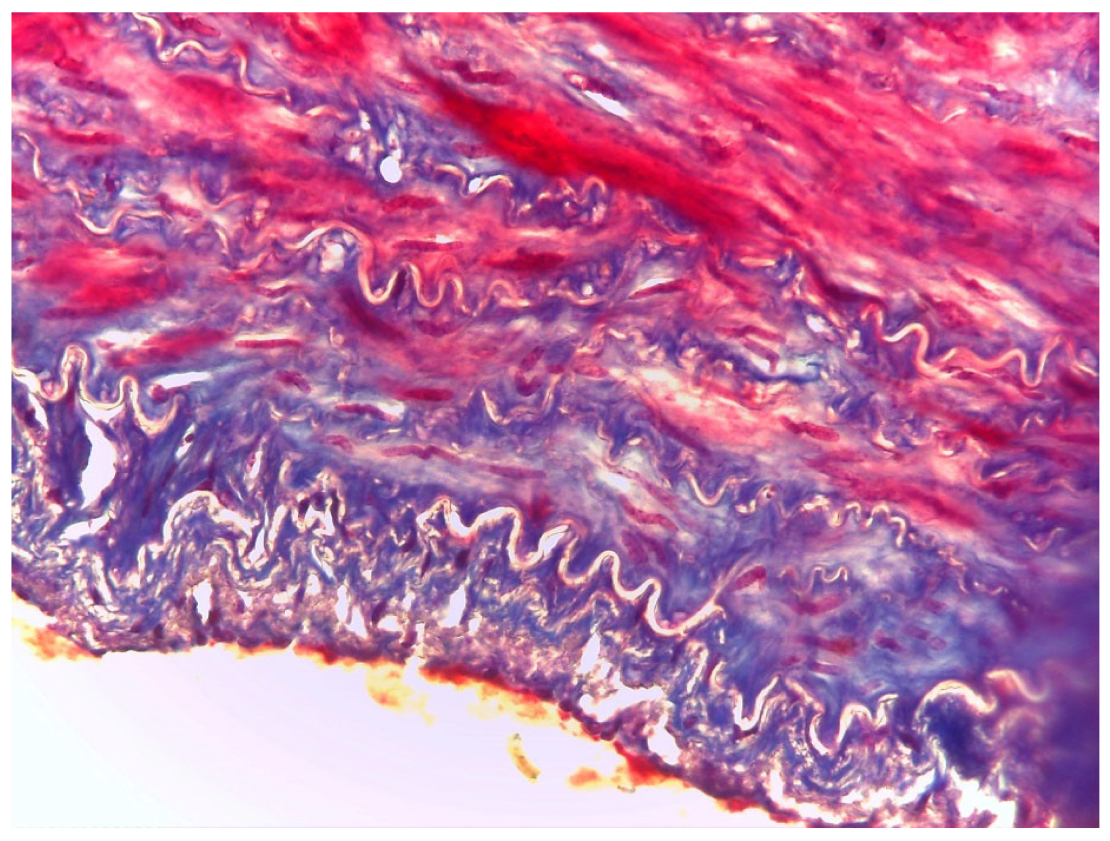 Animals 10 01183 g003