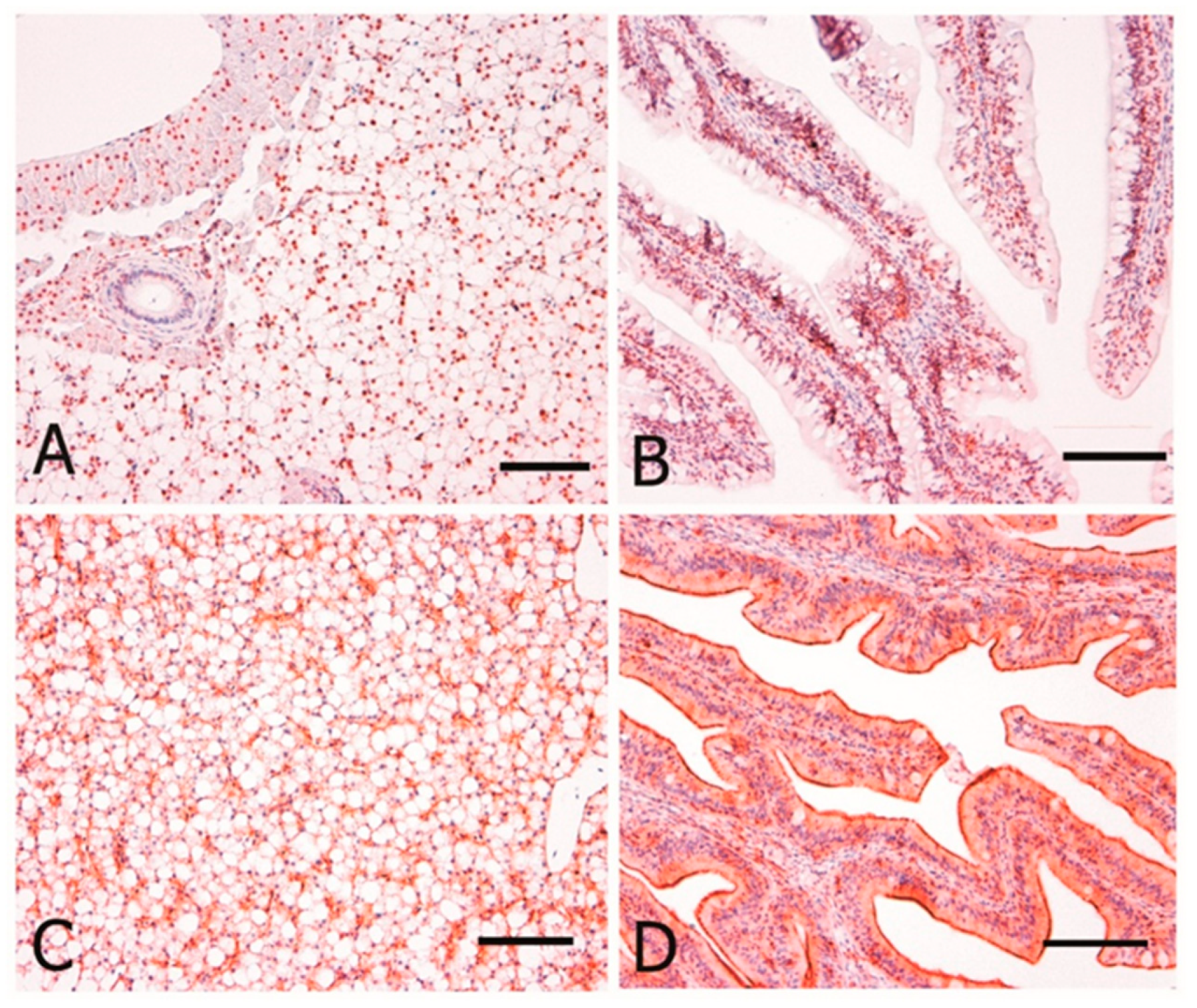 Animals 10 01226 g004