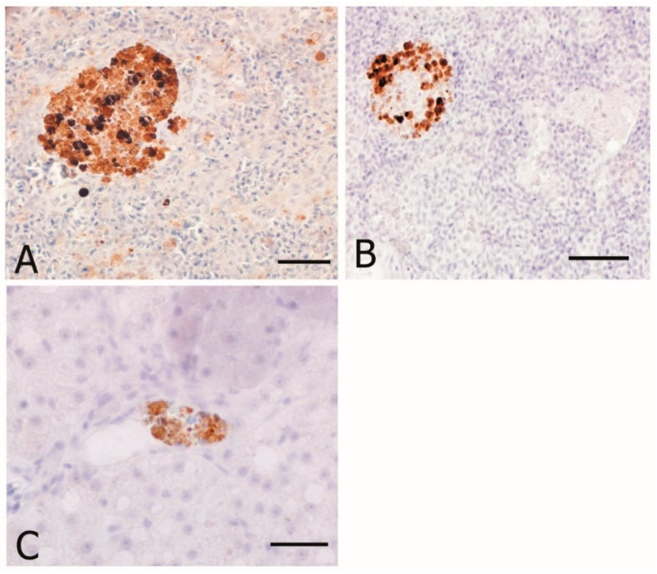 Animals 10 01226 g005