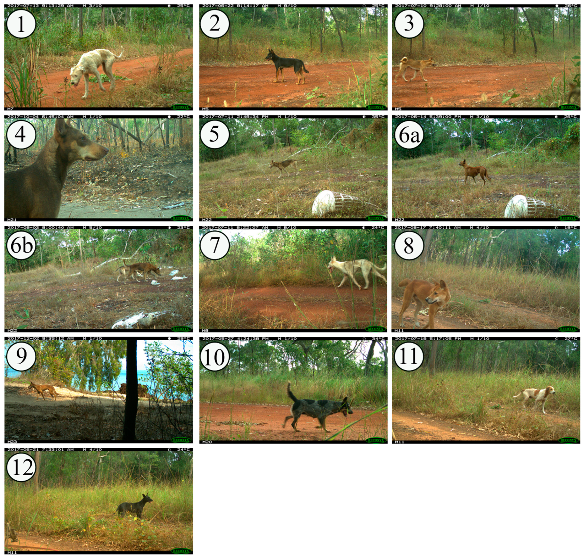 Animals 10 01230 g002