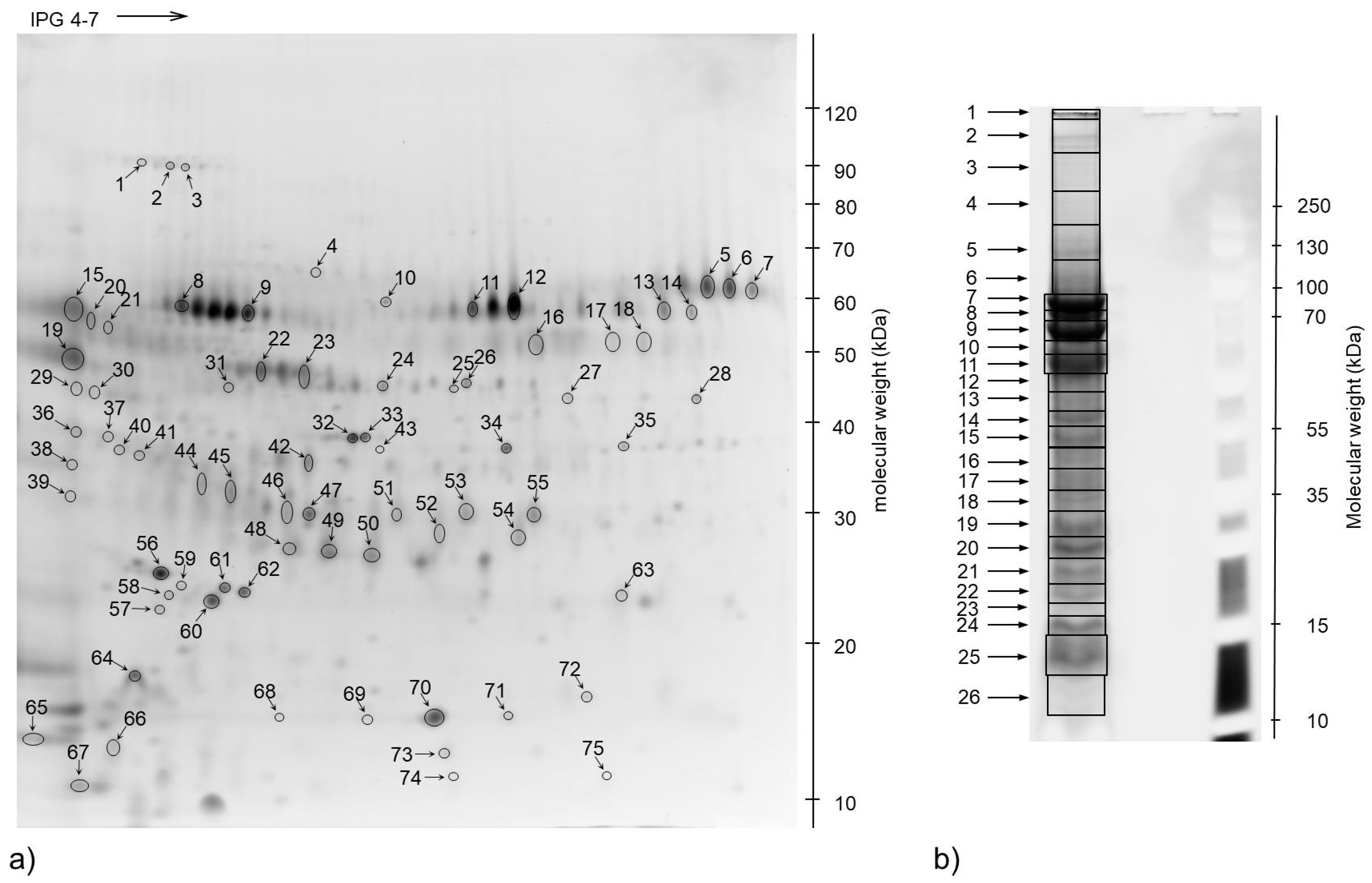 Animals 10 01257 g001 Animals 10 01257 g001