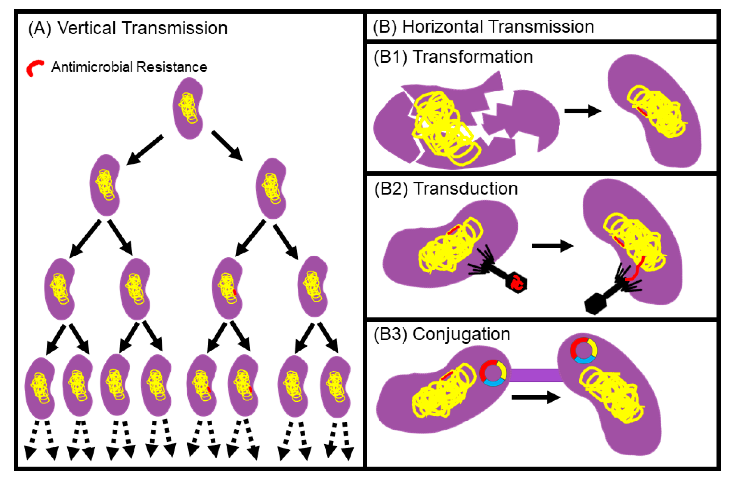 Animals 10 01264 g004