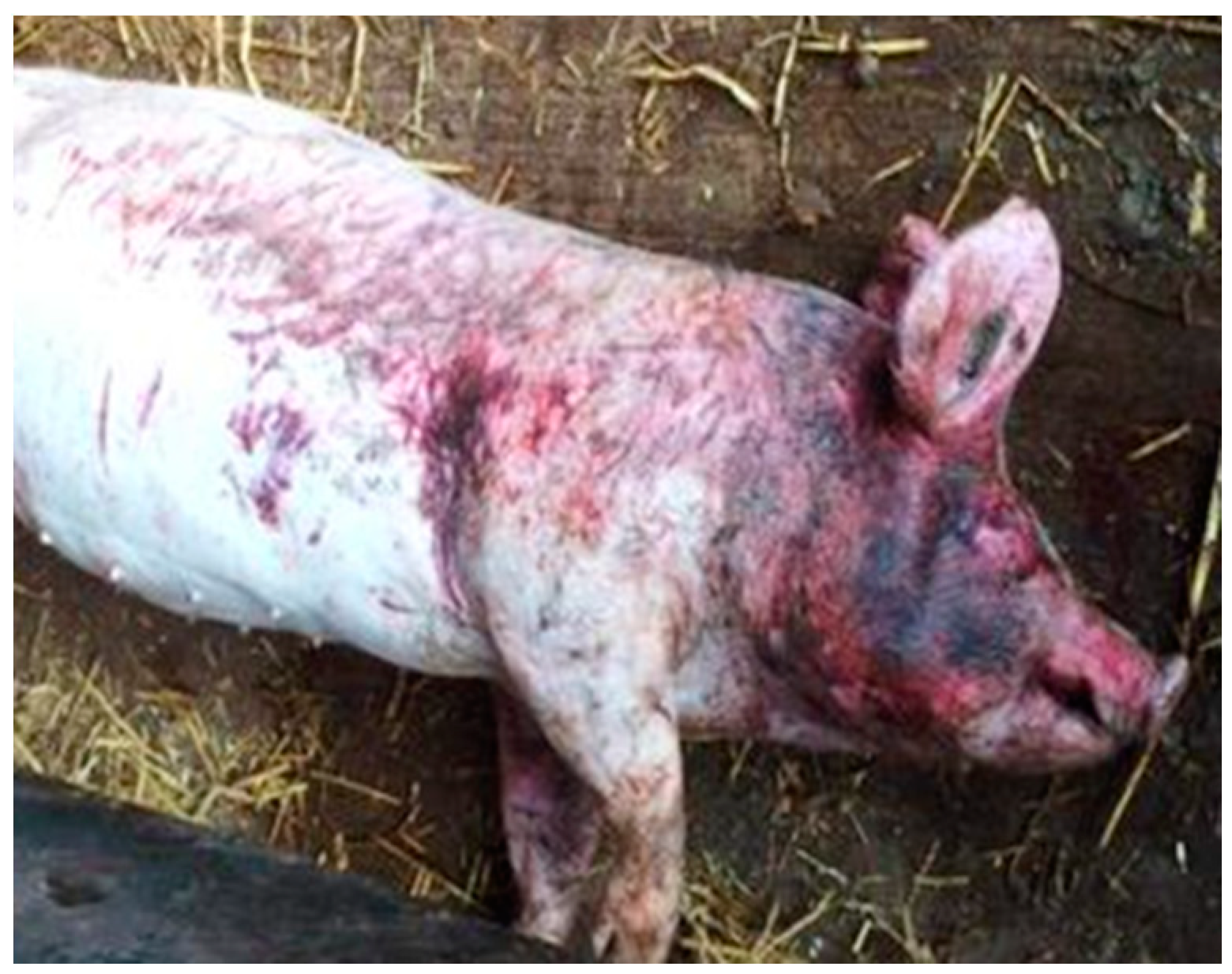 Animals 10 01287 g001