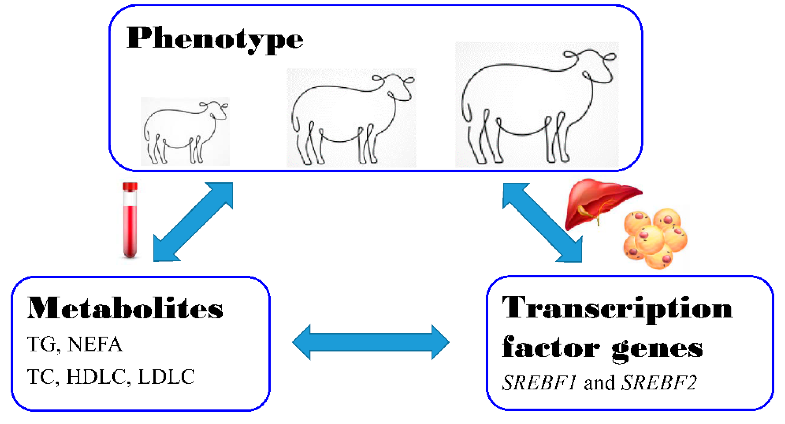 Animals 10 01317 g006