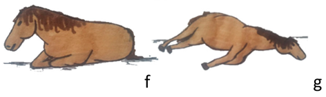 Animals 10 01334 i003 Animals 10 01334 i003