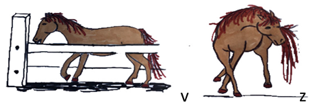 Animals 10 01334 i013 Animals 10 01334 i013