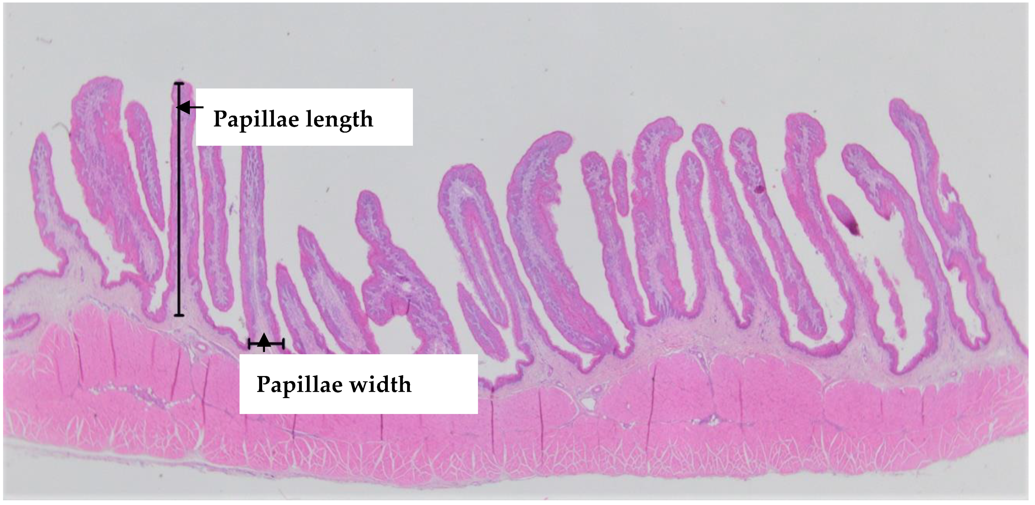 Animals 10 01354 g001