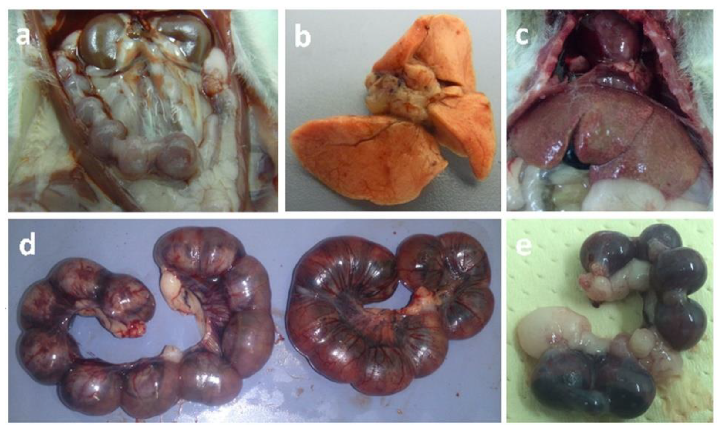 Animals 10 01369 g002 Animals 10 01369 g002