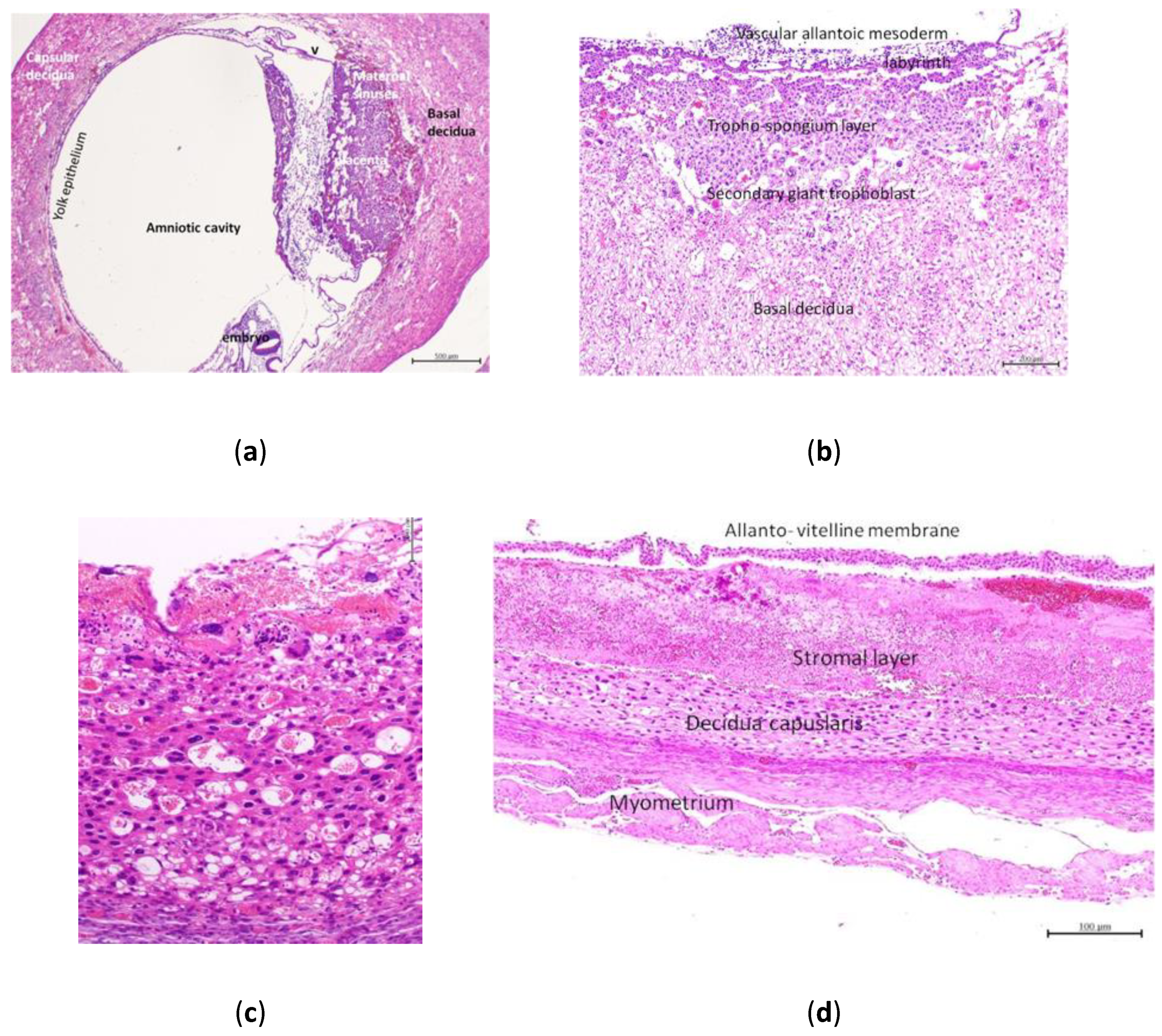 Animals 10 01369 g004 Animals 10 01369 g004
