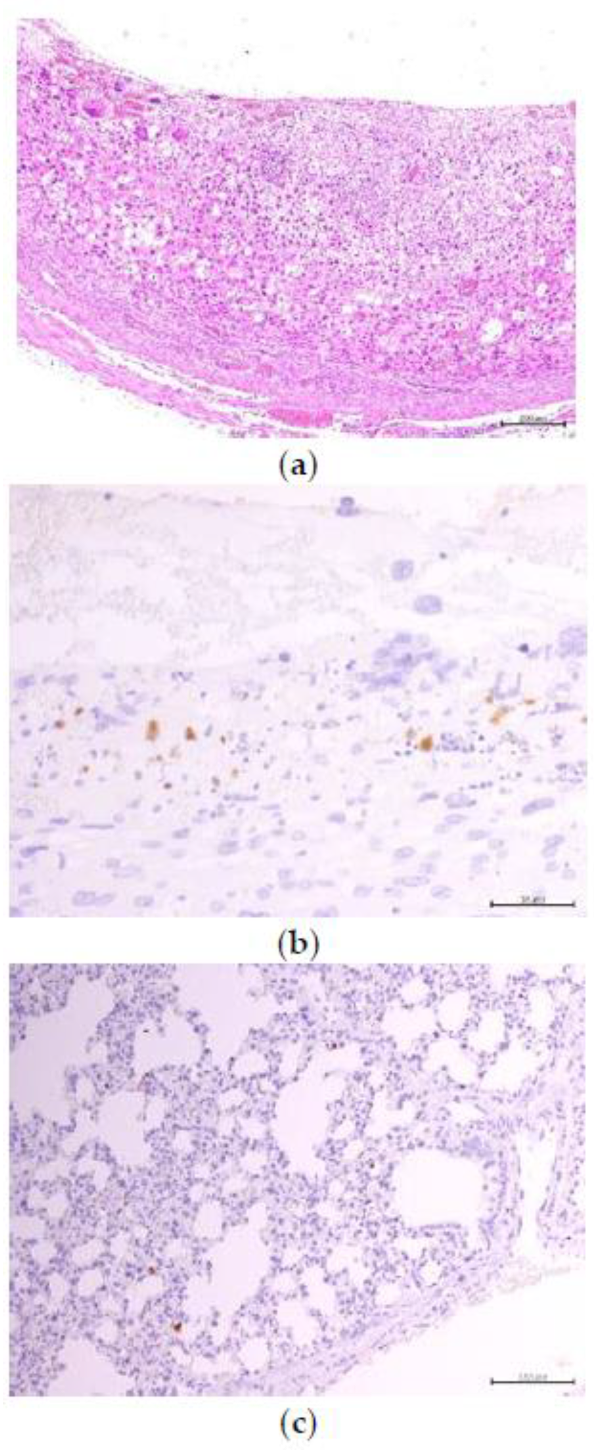 Animals 10 01369 g005 Animals 10 01369 g005