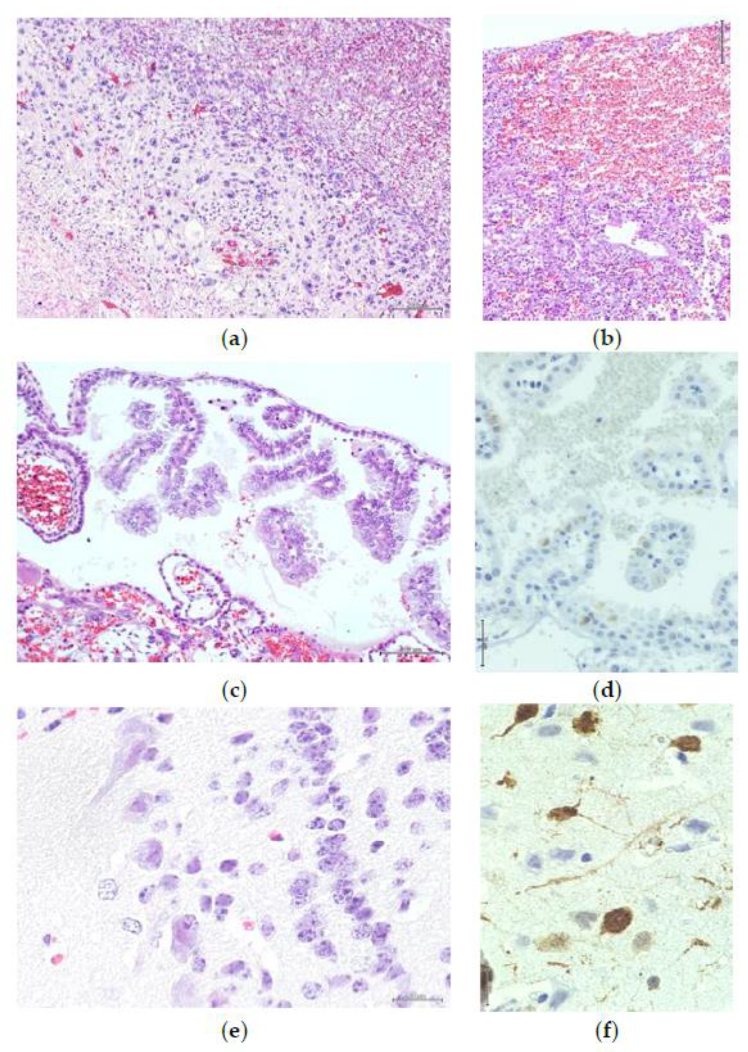 Animals 10 01369 g009 Animals 10 01369 g009