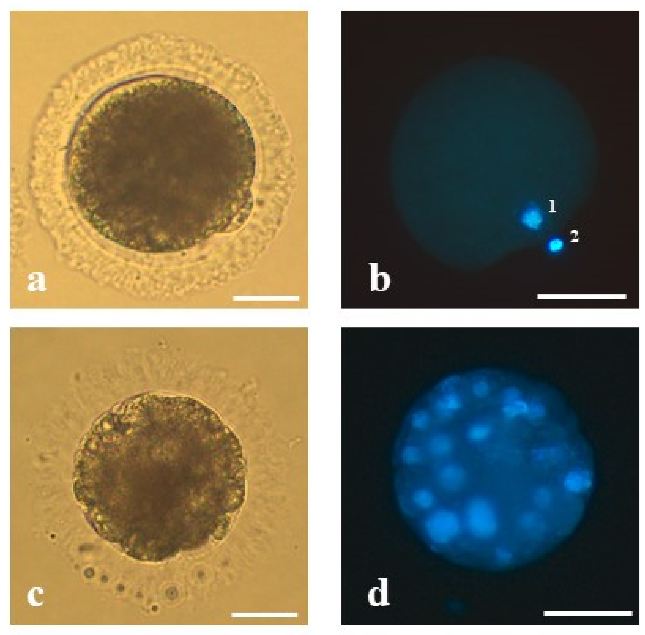 Animals 10 01371 g001