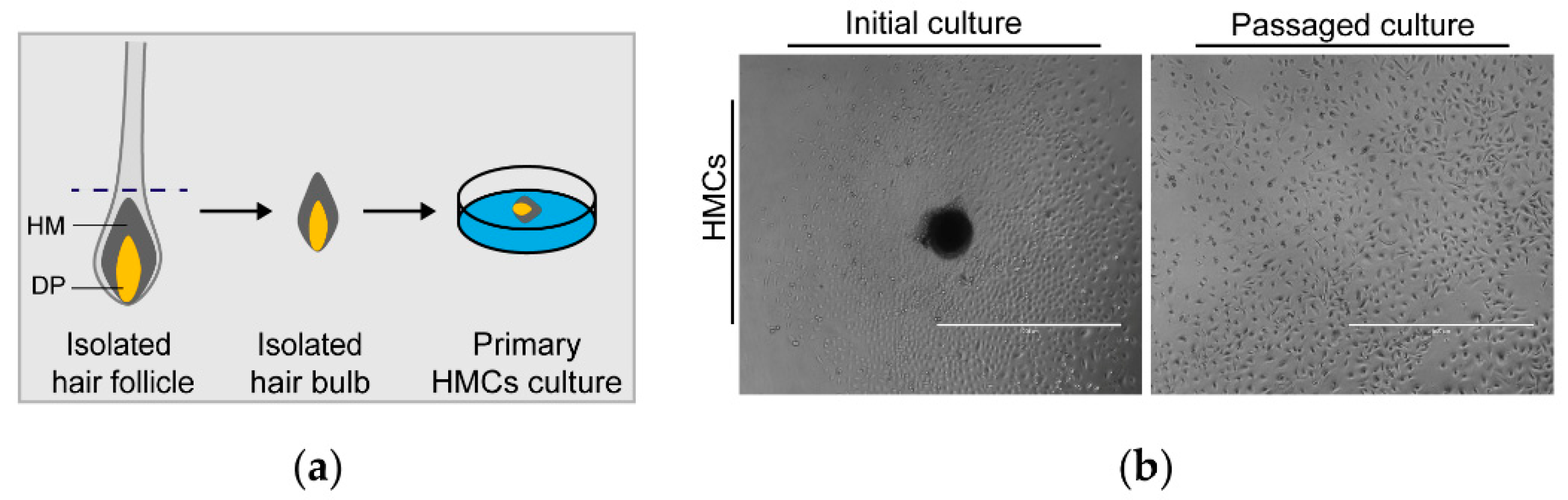 Animals 10 01400 g001