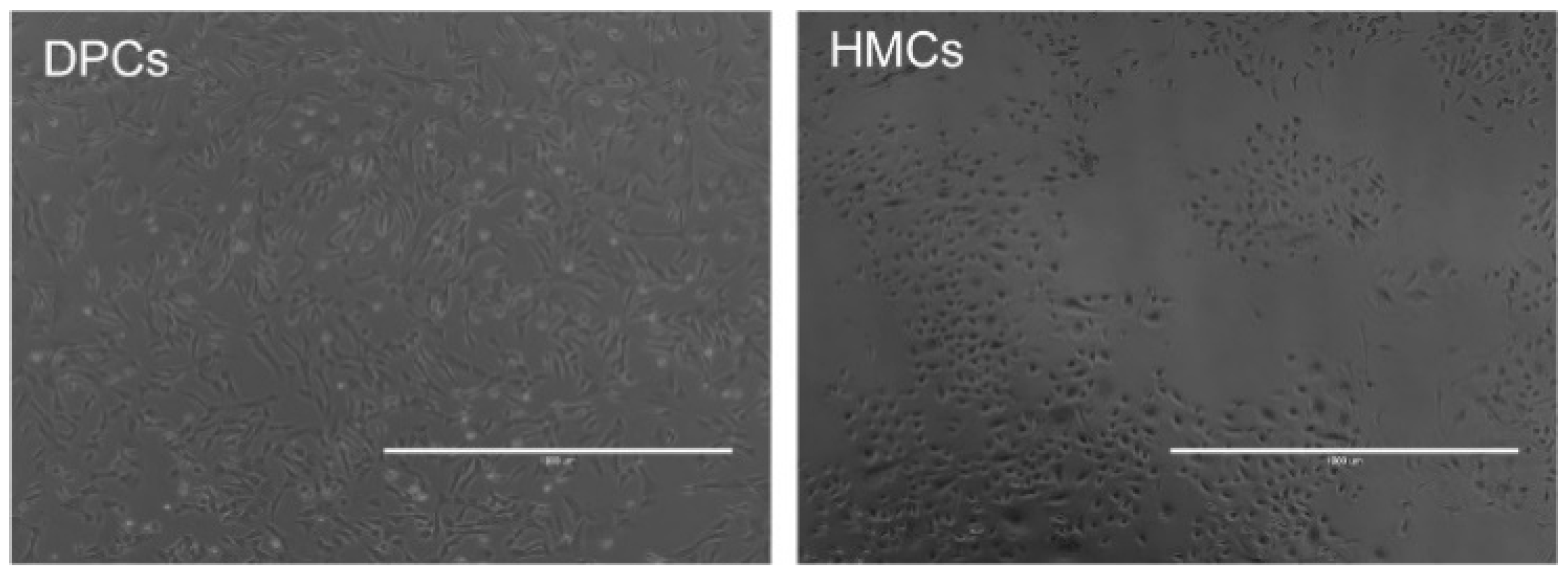 Animals 10 01400 g004