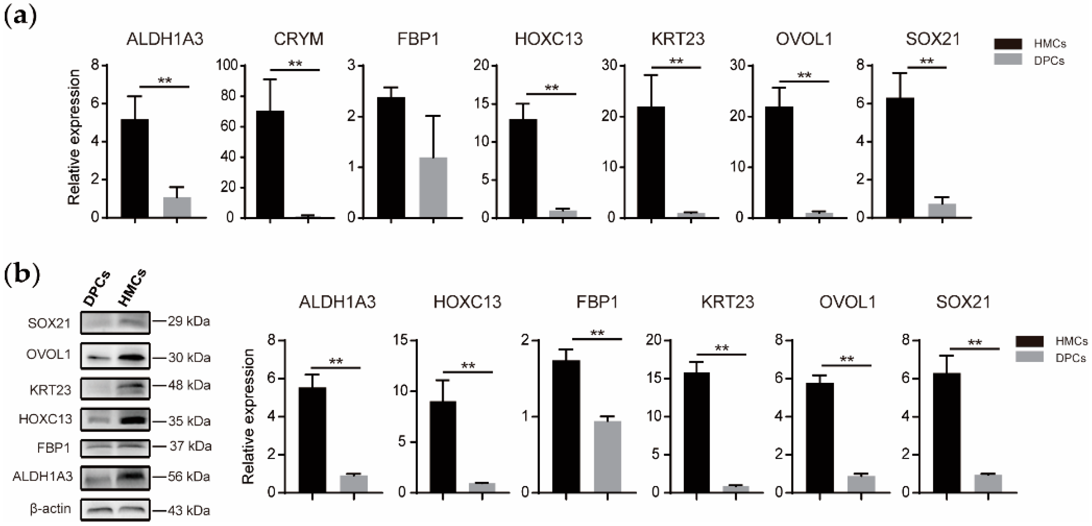 Animals 10 01400 g005