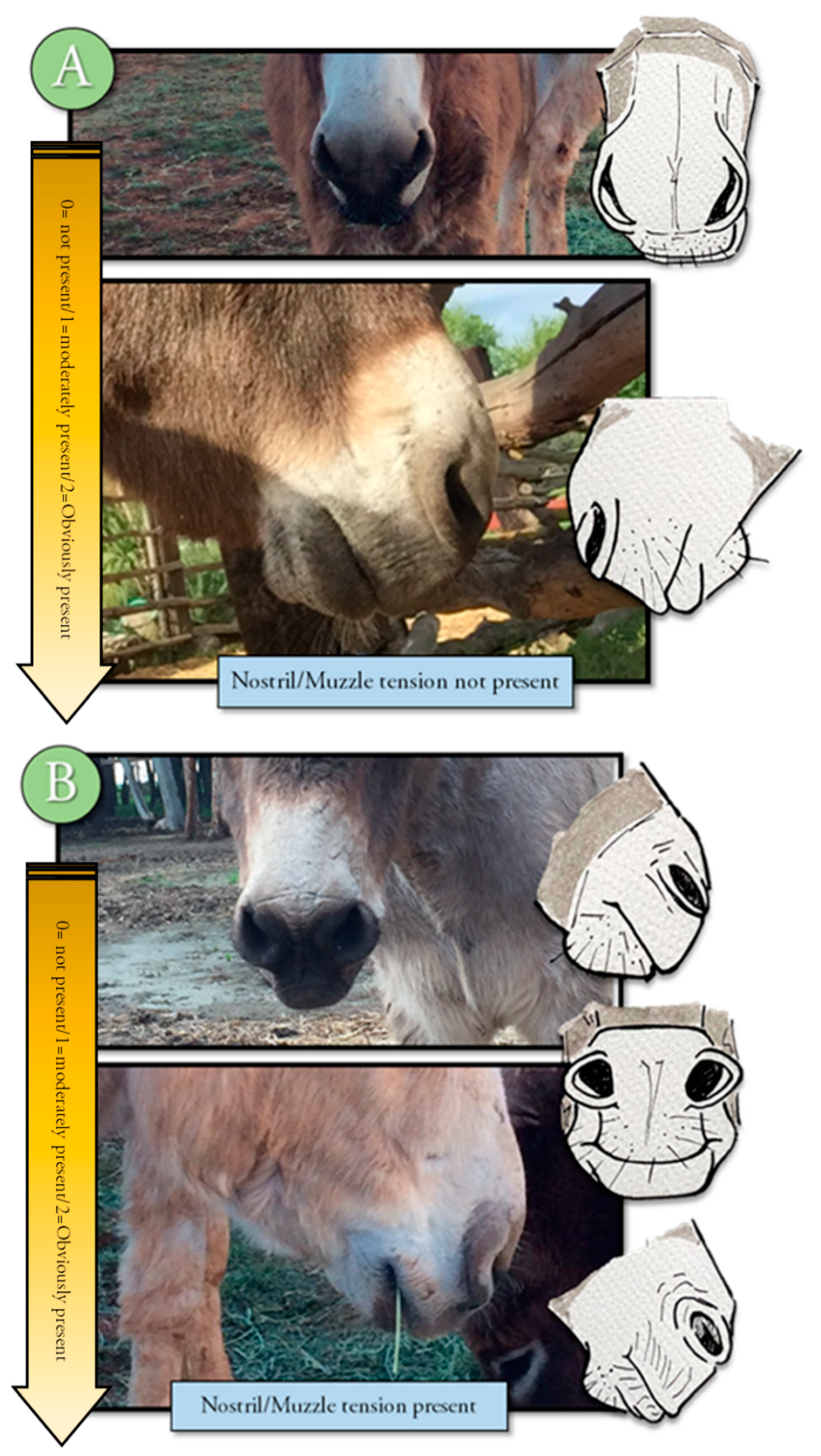 Animals 10 01411 g002