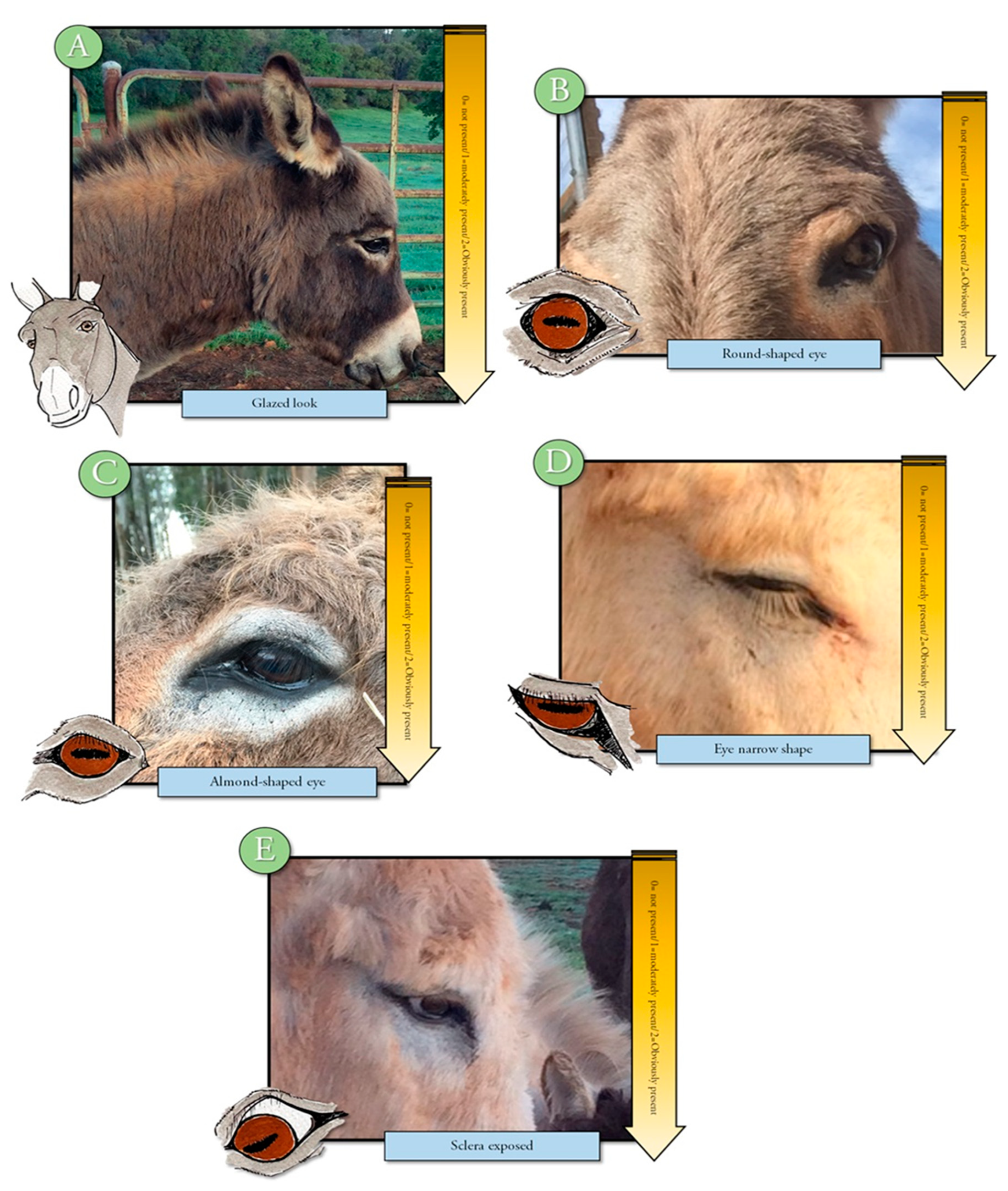 Animals 10 01411 g003