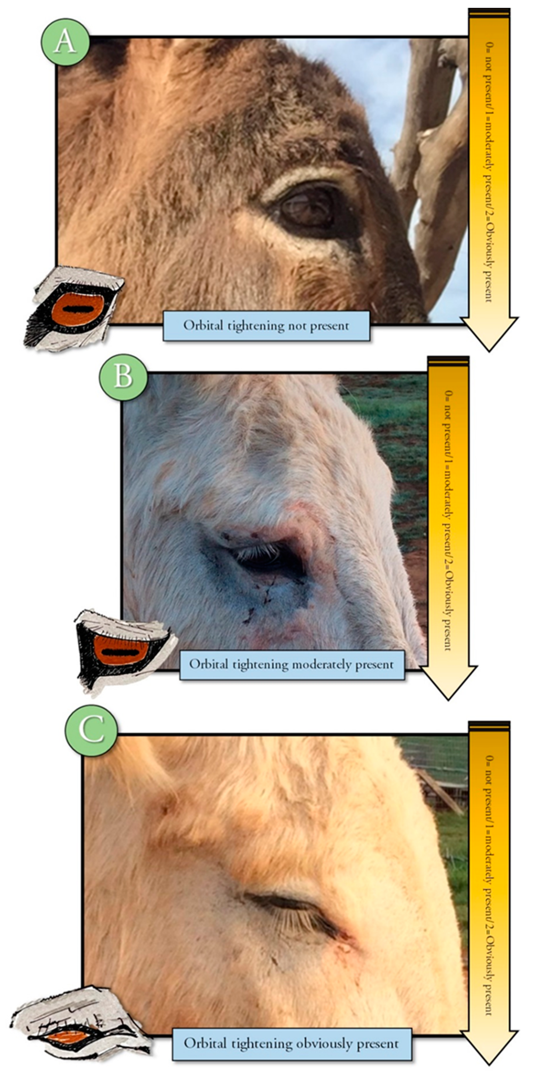 Animals 10 01411 g004