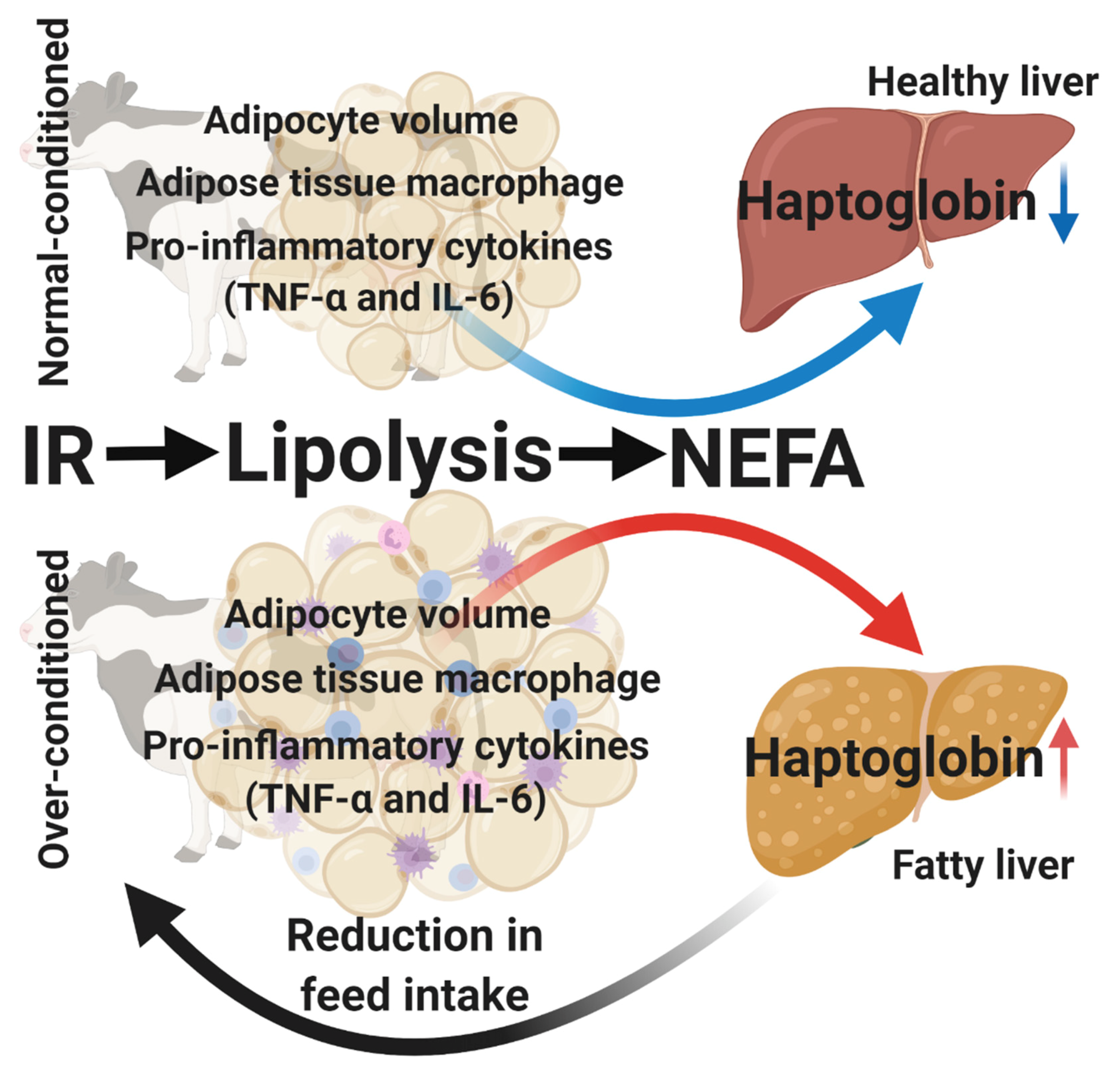 Animals 10 01419 g003