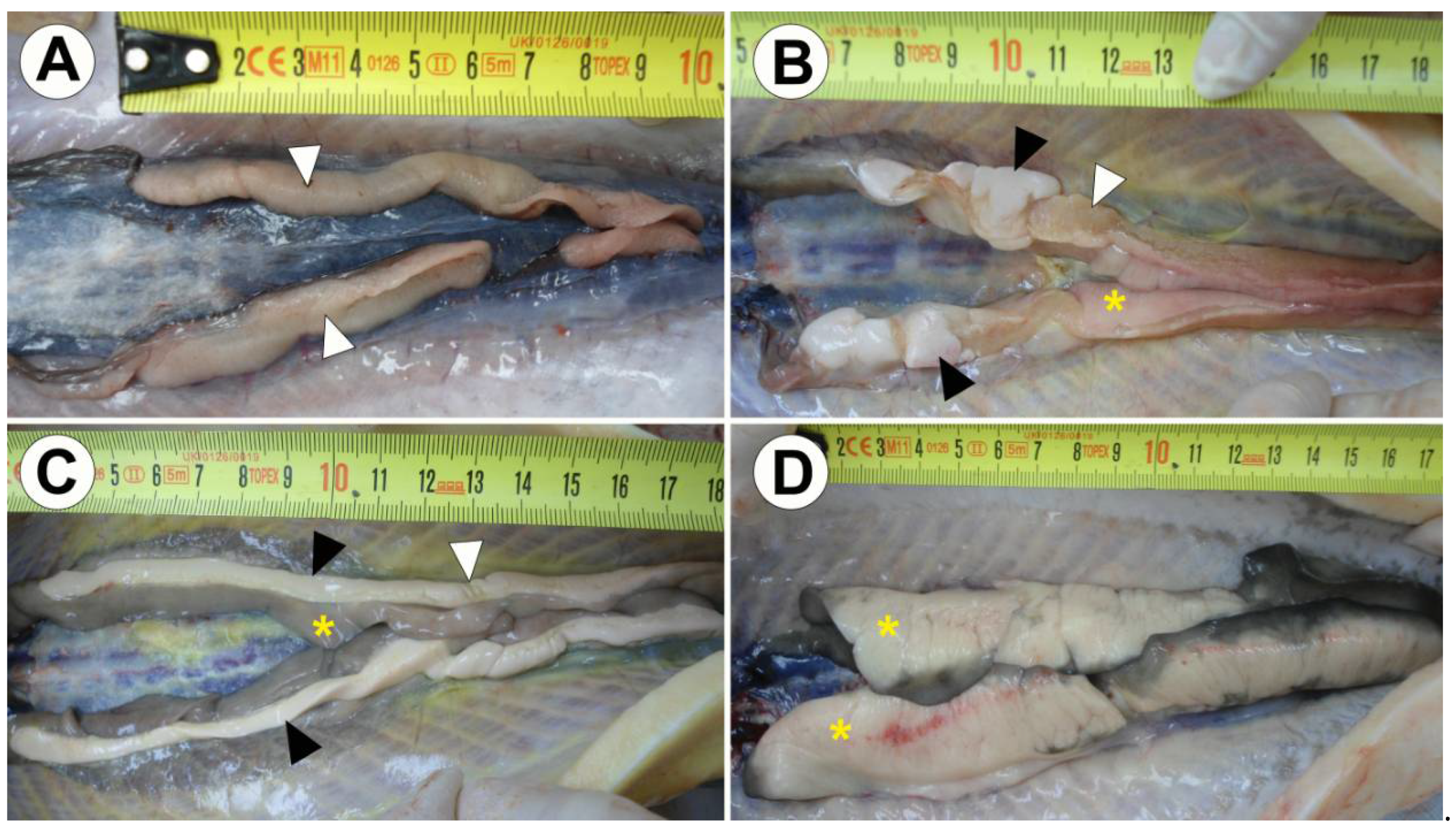 Animals 10 01439 g001