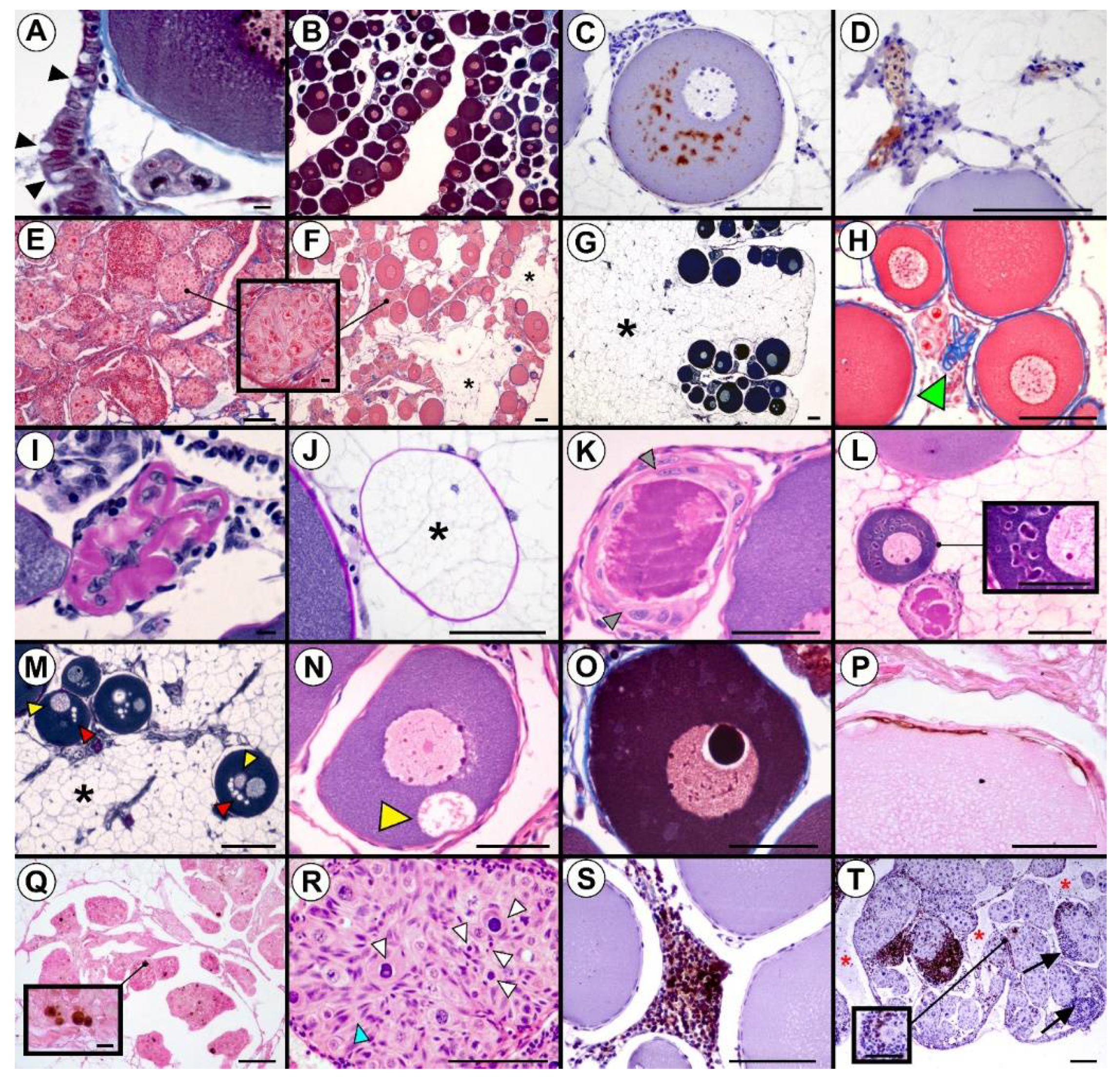 Animals 10 01439 g002