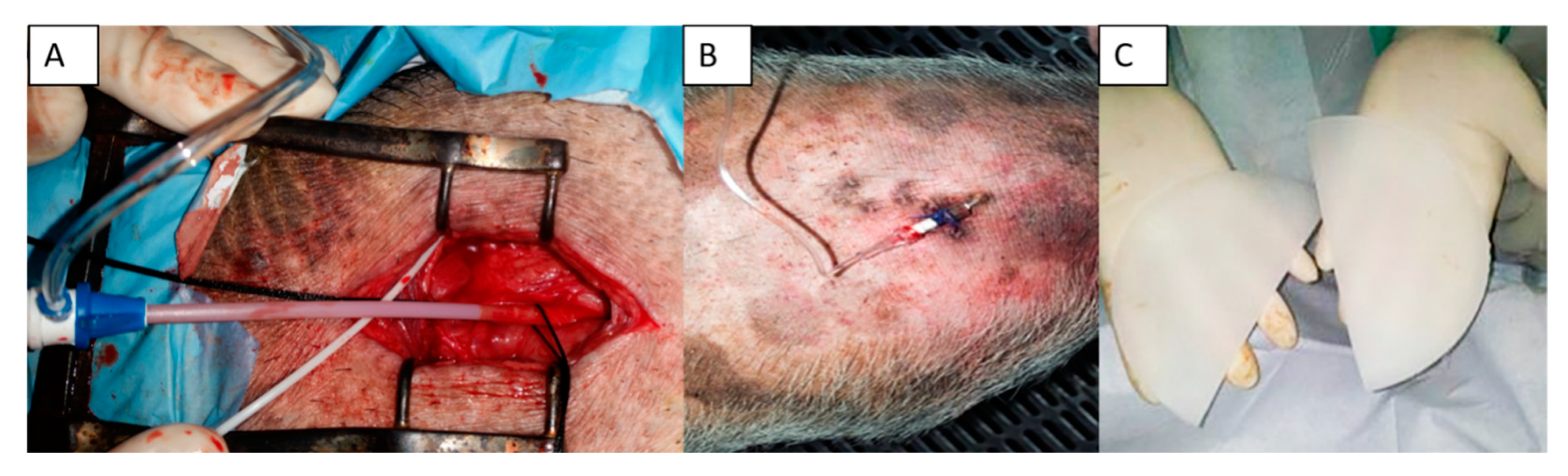 Animals 10 01446 g002