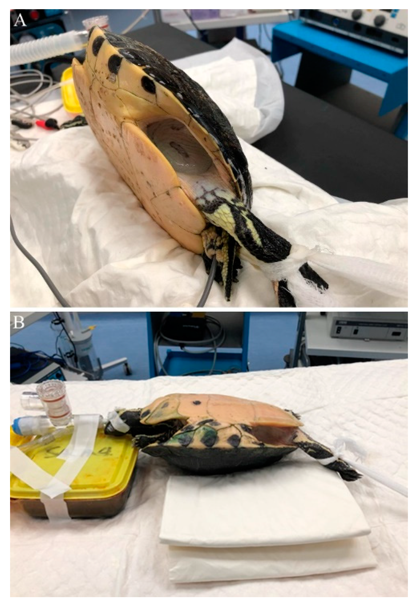 Animals 10 01451 g001