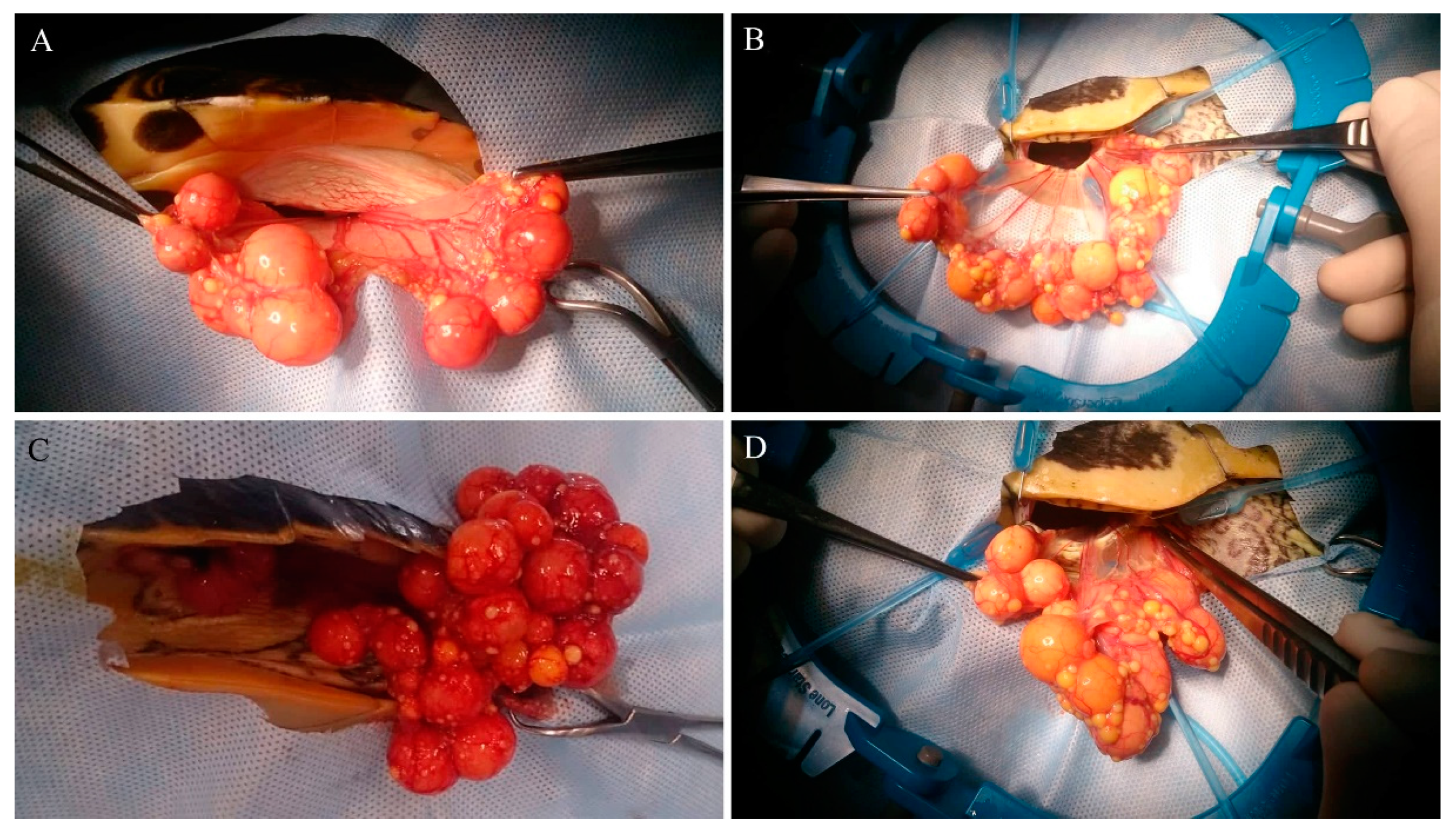 Animals 10 01451 g002