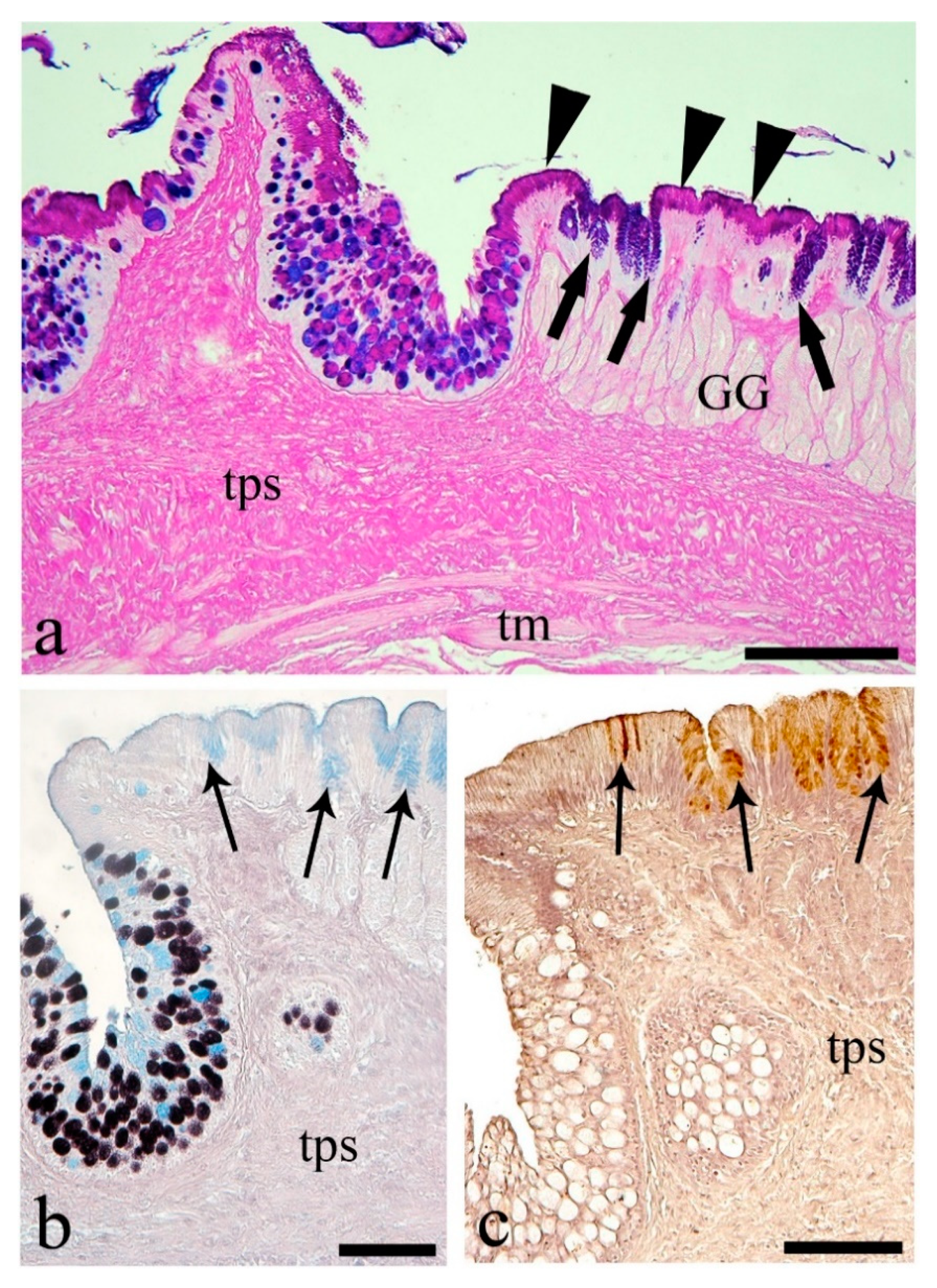 Animals 10 01479 g002 Animals 10 01479 g002