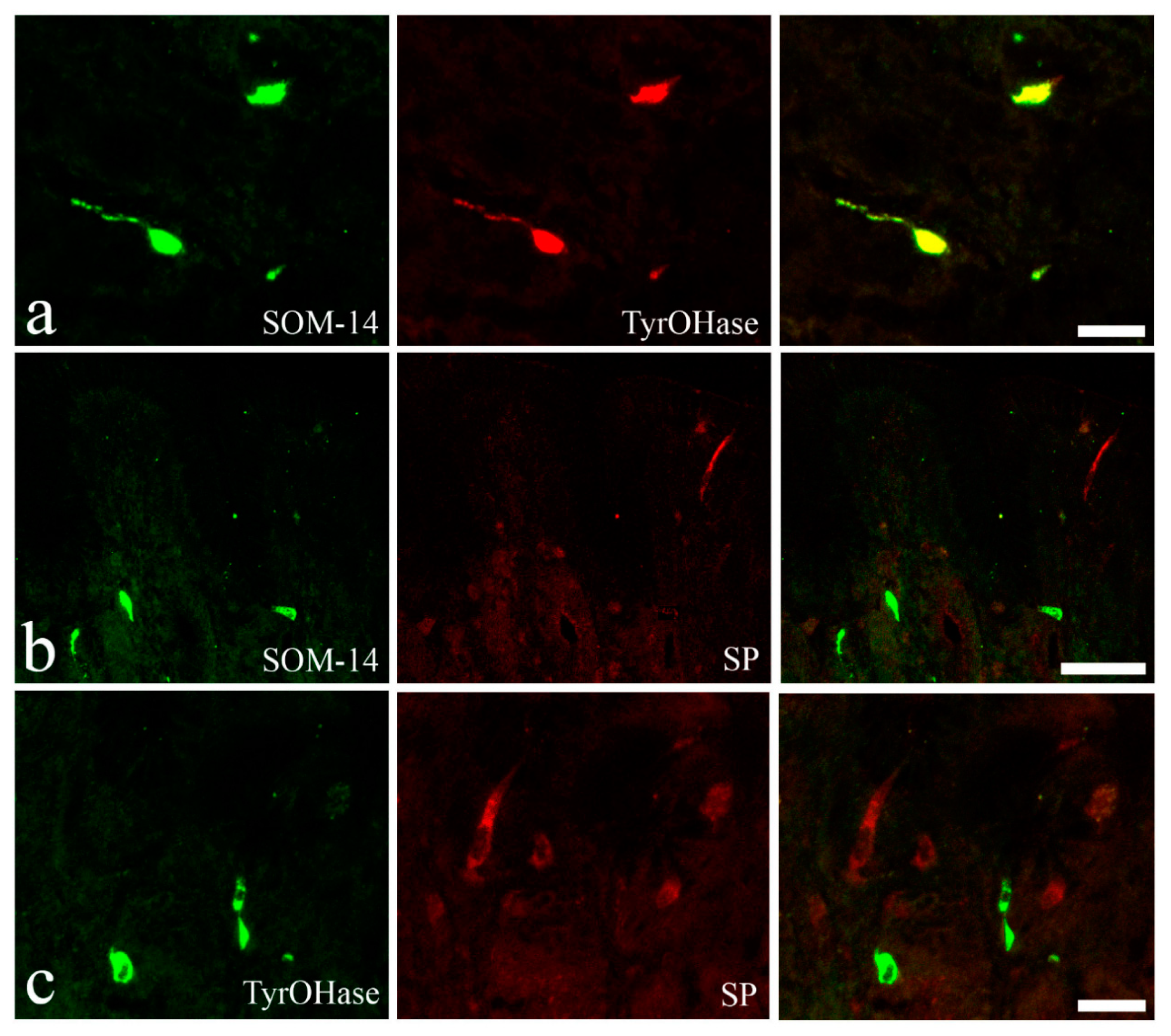 Animals 10 01479 g008 Animals 10 01479 g008