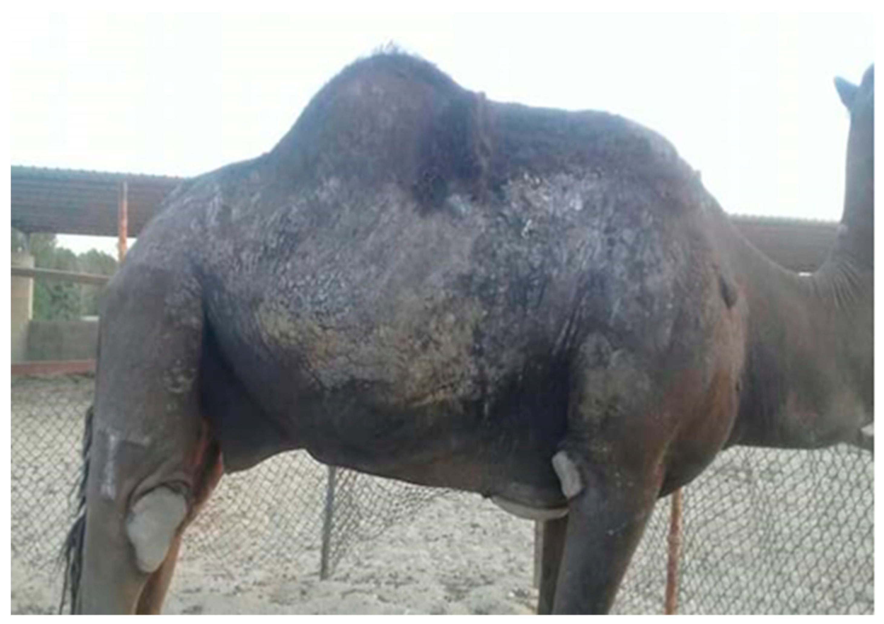 Animals 10 01485 g001