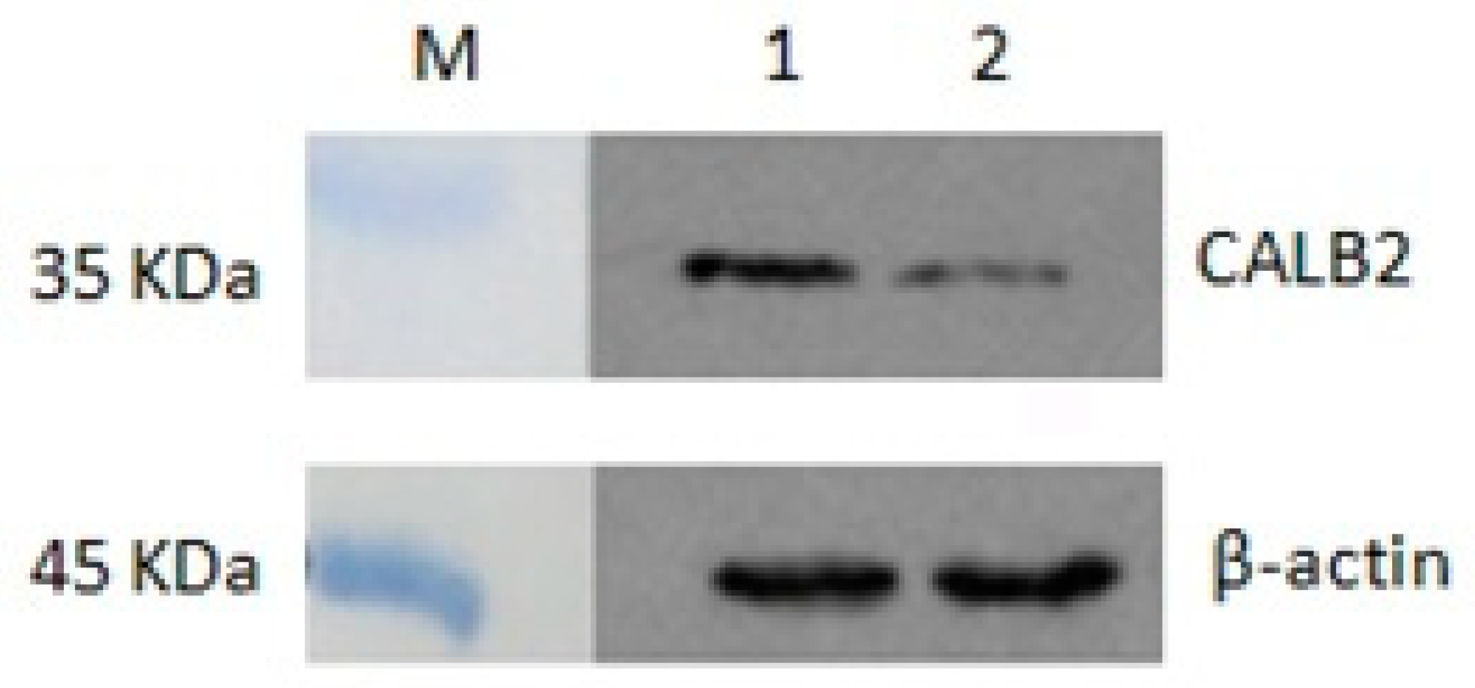 Animals 10 01503 g006