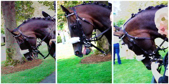 Animals 10 01513 g0a2