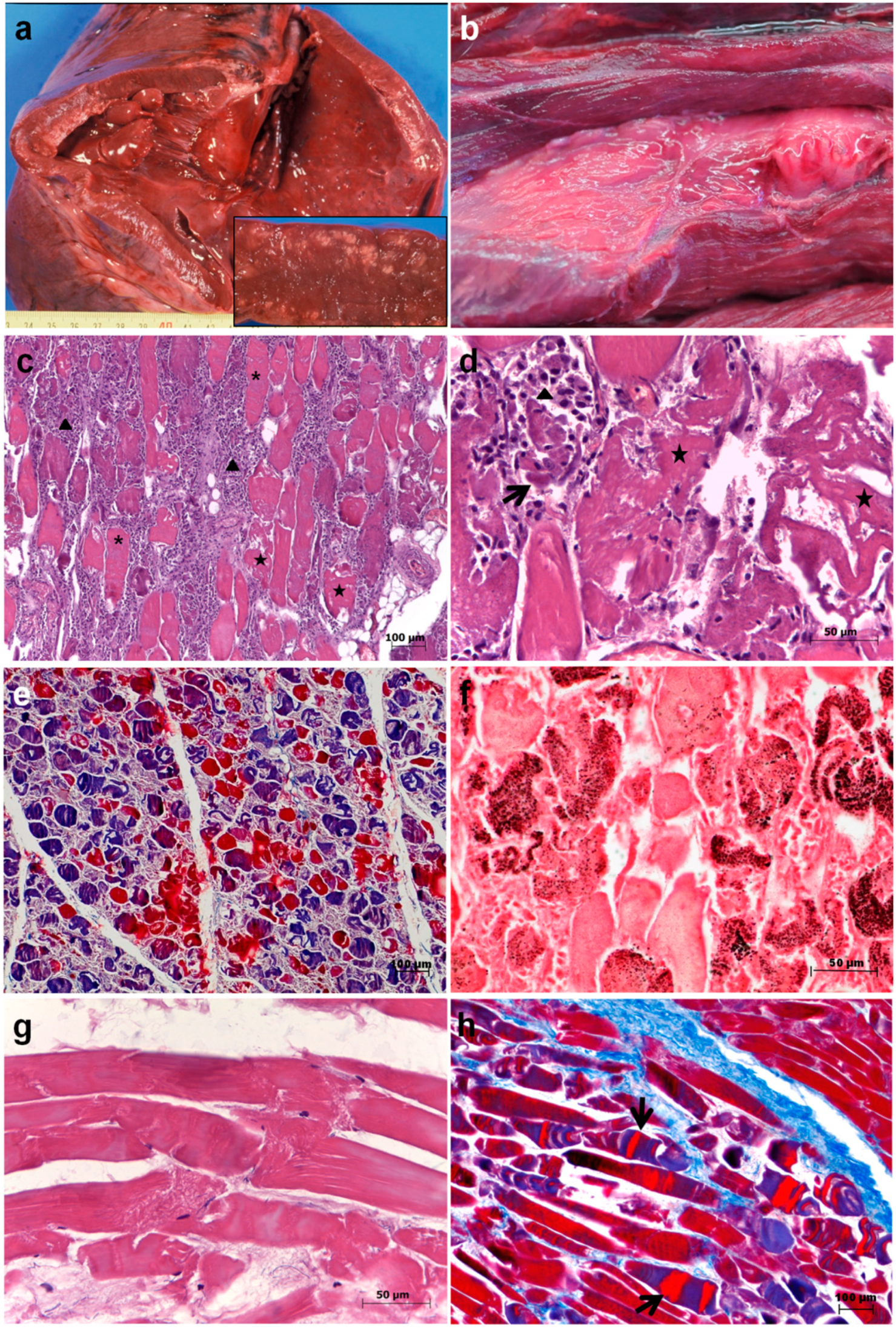 Animals 10 01538 g002