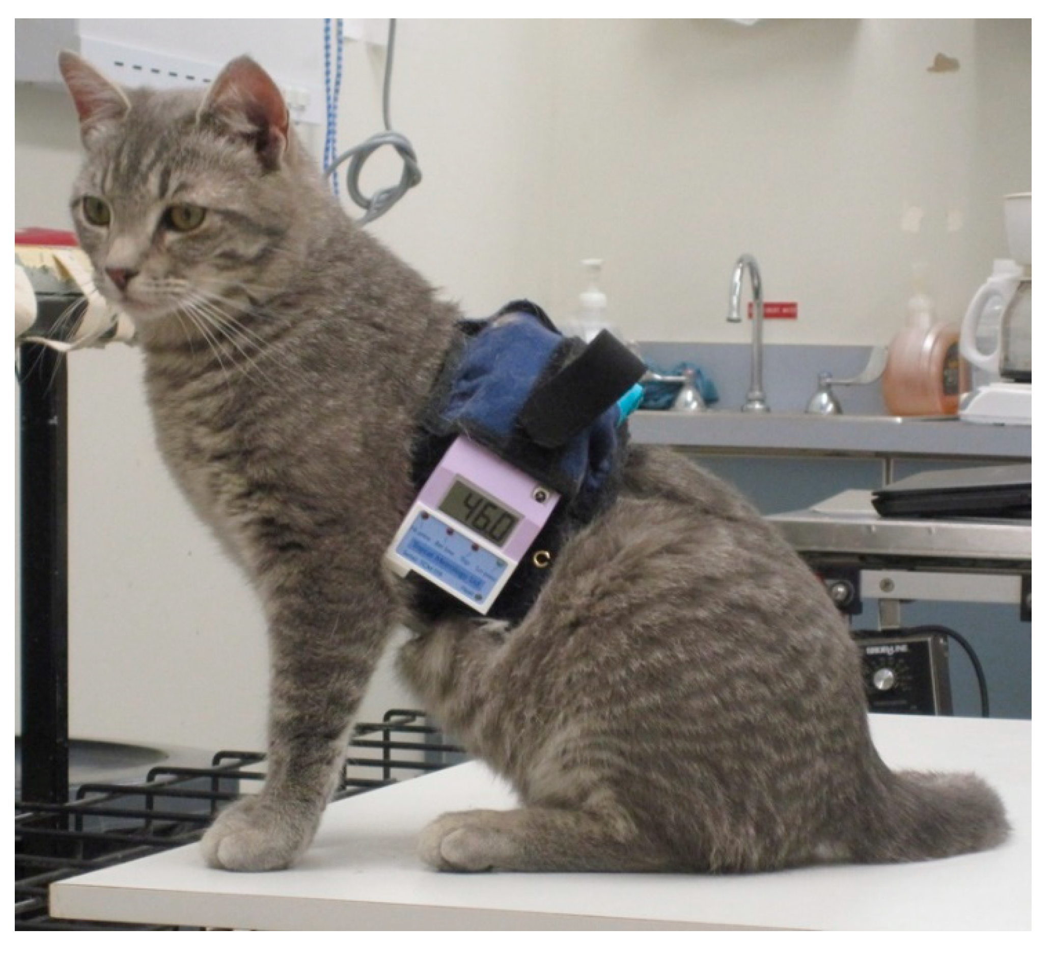 Animals 10 01556 g001